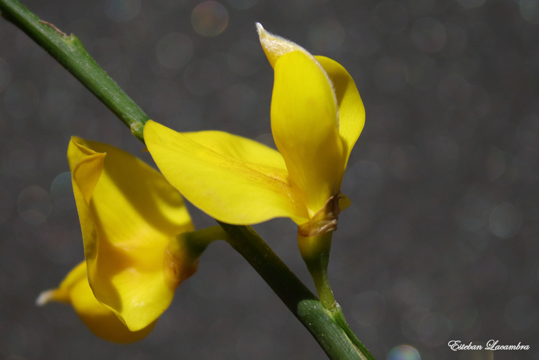 Canon EOS 760D (EOS Rebel T6s / EOS 8000D) sample photo. Ginestra photography