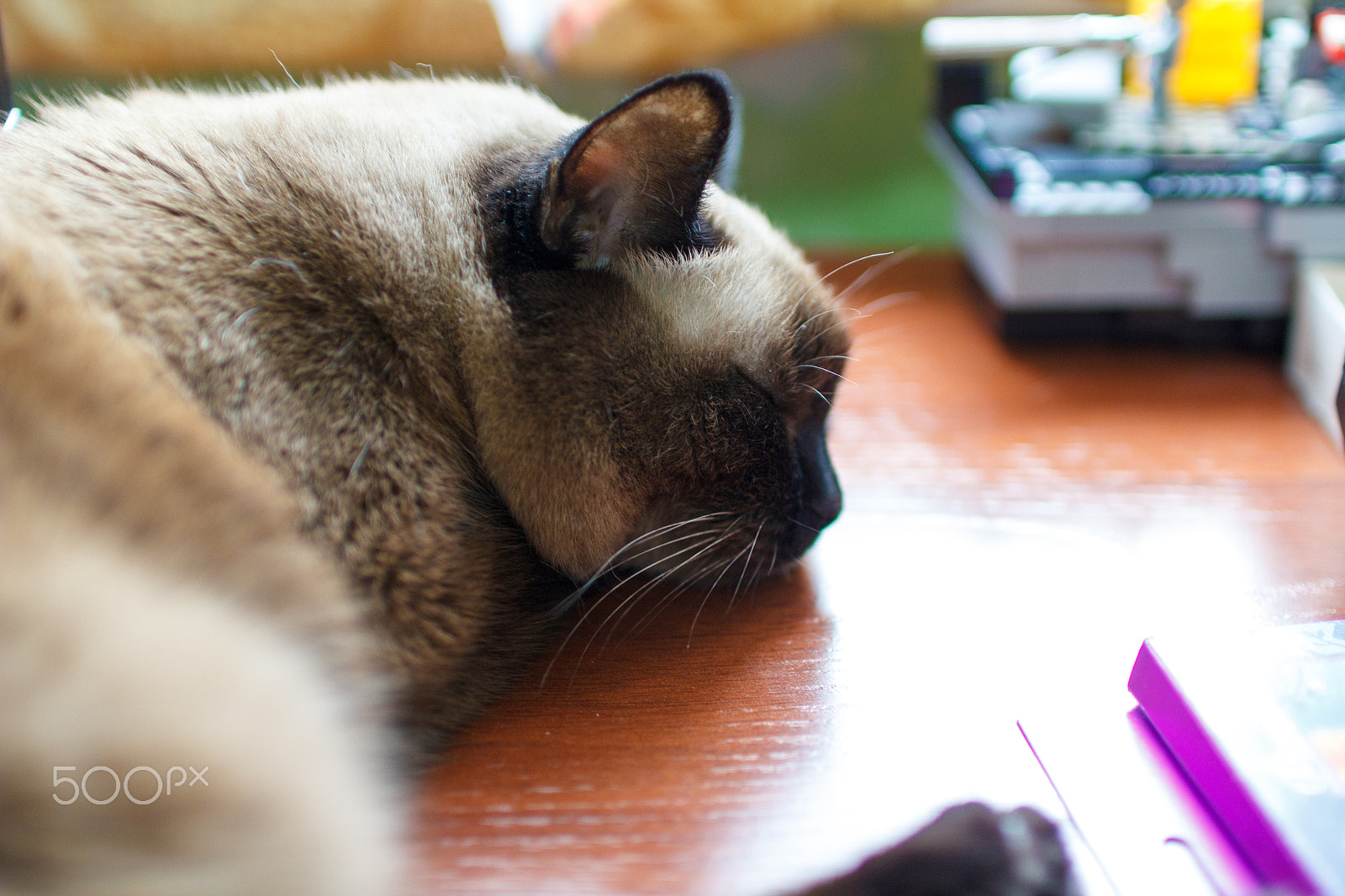 Sigma 30mm F1.4 EX DC HSM sample photo. Cosiness photography