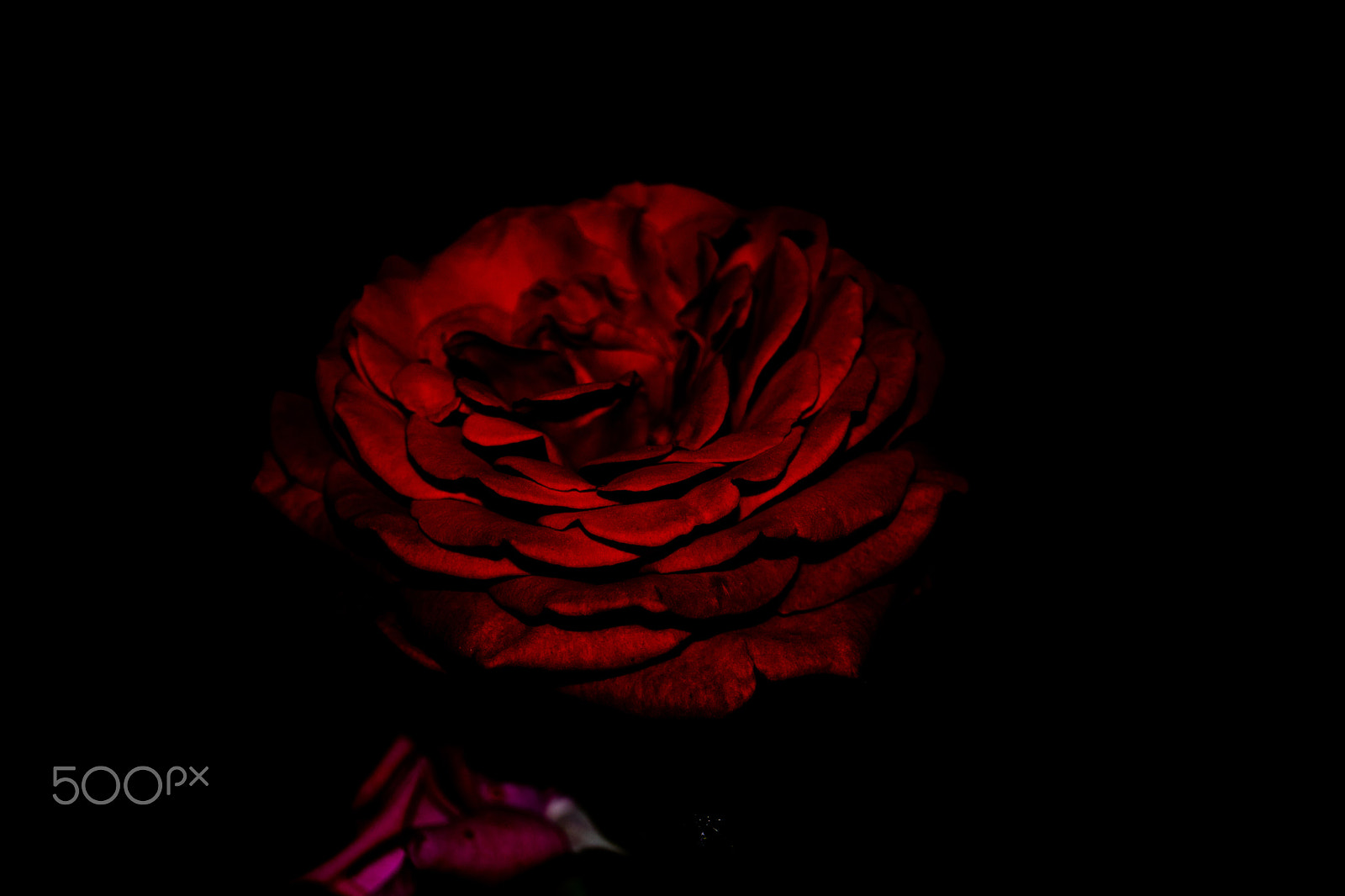 Sony SLT-A68 sample photo. Rose in the night photography
