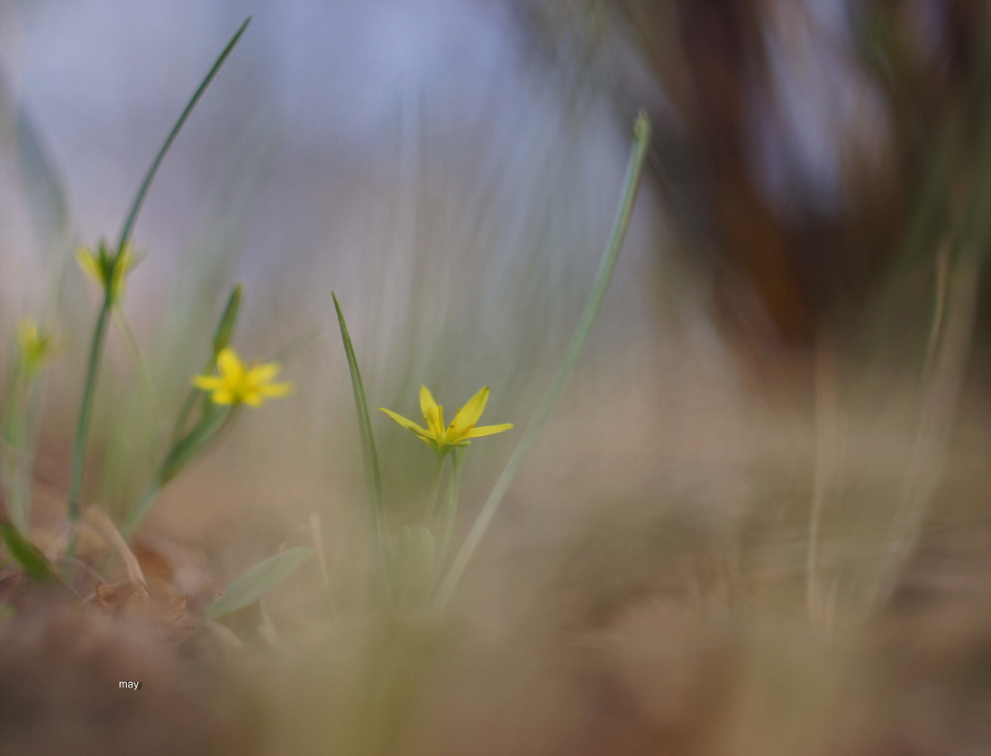 Sony SLT-A65 (SLT-A65V) + Minolta AF 50mm F1.7 sample photo. Spring....весна photography