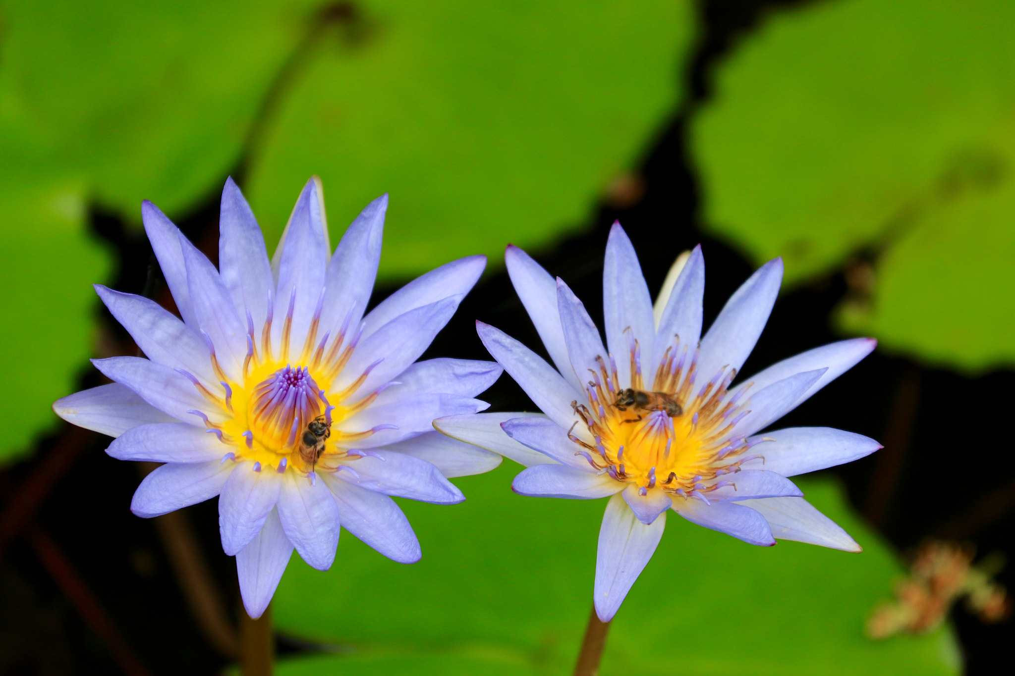 Canon EF 70-300mm F4-5.6L IS USM sample photo. Fleurs de nénuphares photography