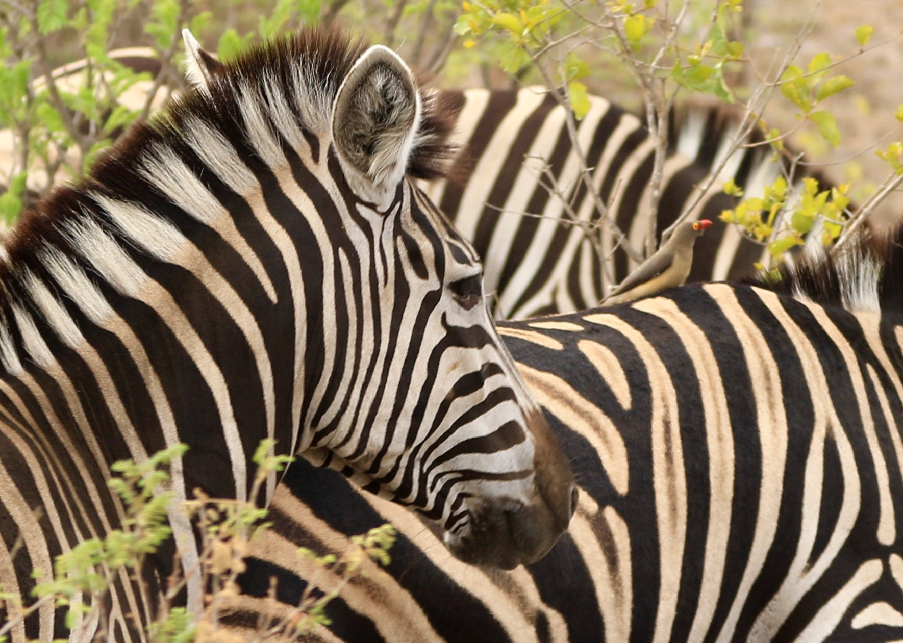 Canon EF 70-300mm F4-5.6L IS USM sample photo. Zebra from kruger park photography