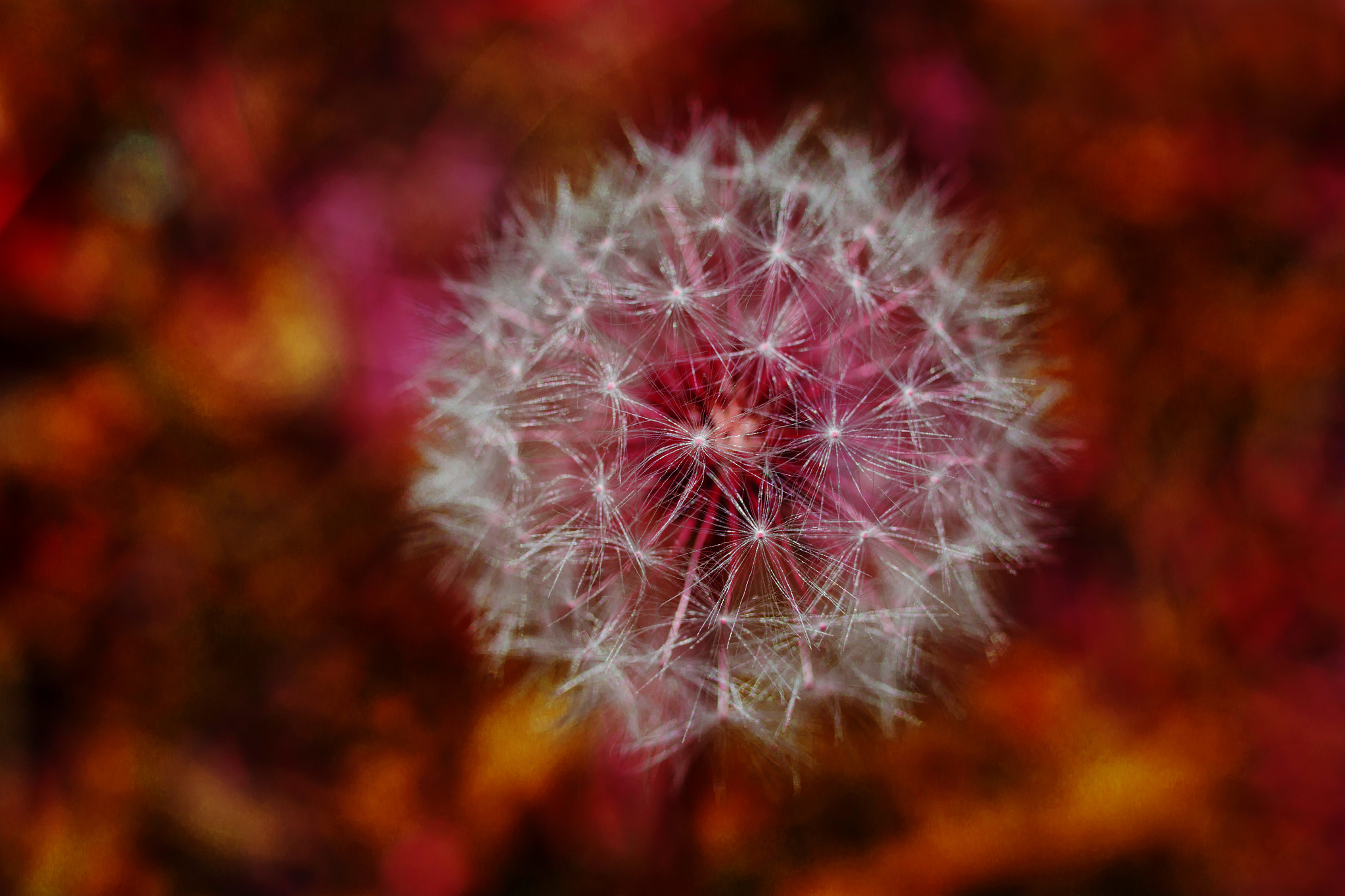 Canon EOS 6D + Canon EF 50mm F2.5 Macro sample photo. Paints' burst photography