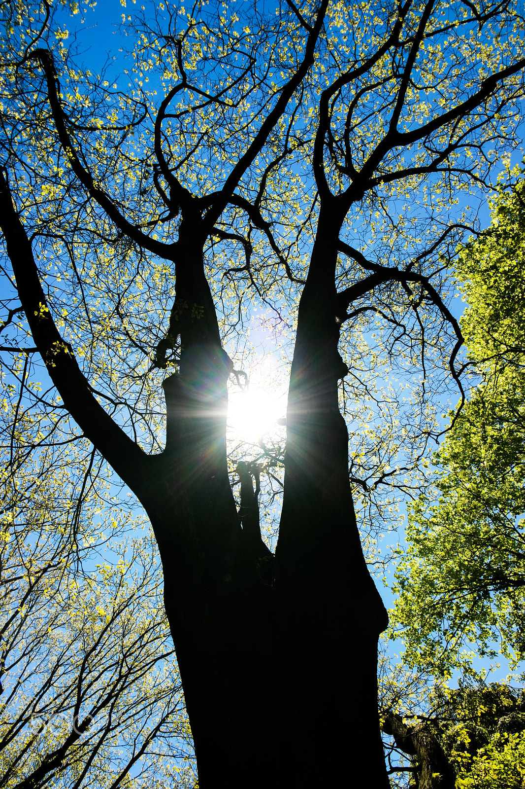 Samsung NX500 + NX 18-200mm F3.5-6.3 sample photo. Sun through the branches photography