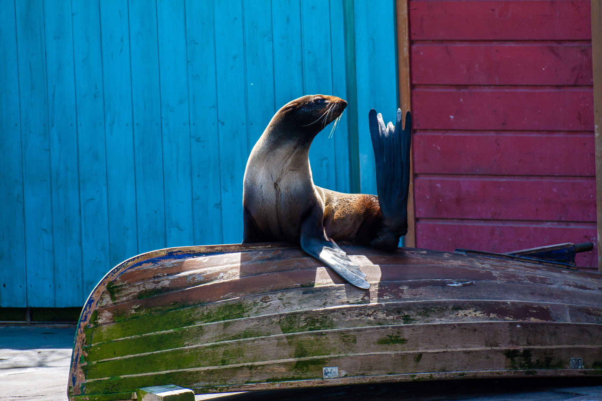 Canon EOS 450D (EOS Rebel XSi / EOS Kiss X2) sample photo. Seal in the sun photography