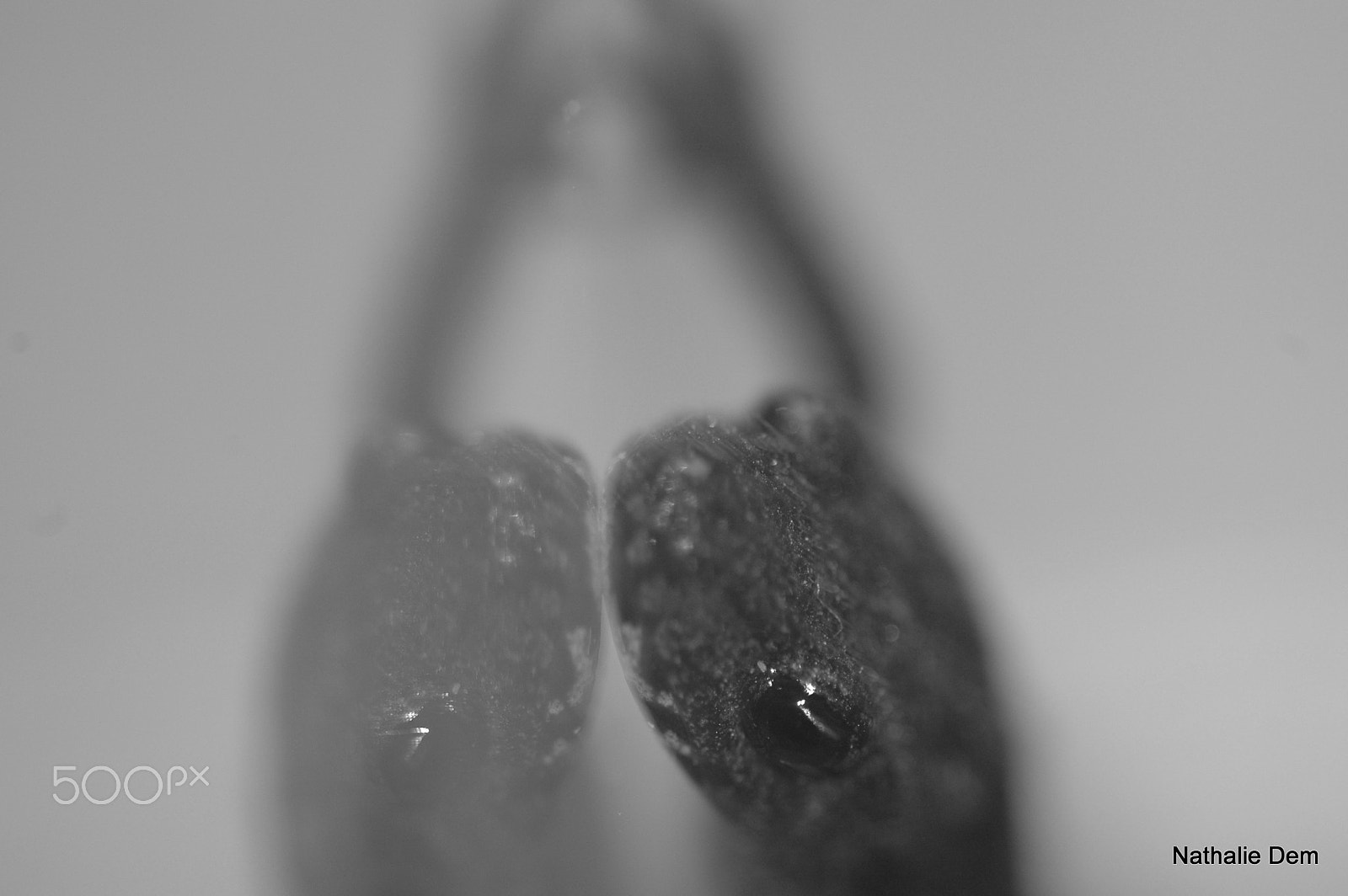 Nikon D70s + Nikon AF Micro-Nikkor 200mm F4D ED-IF sample photo. Salamander photography