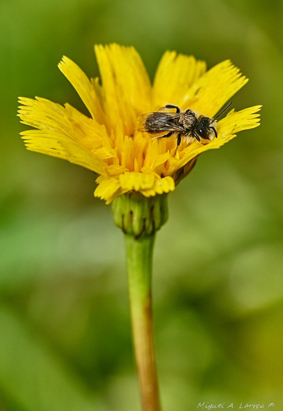 Sony ILCA-77M2 sample photo. Tiny bee photography