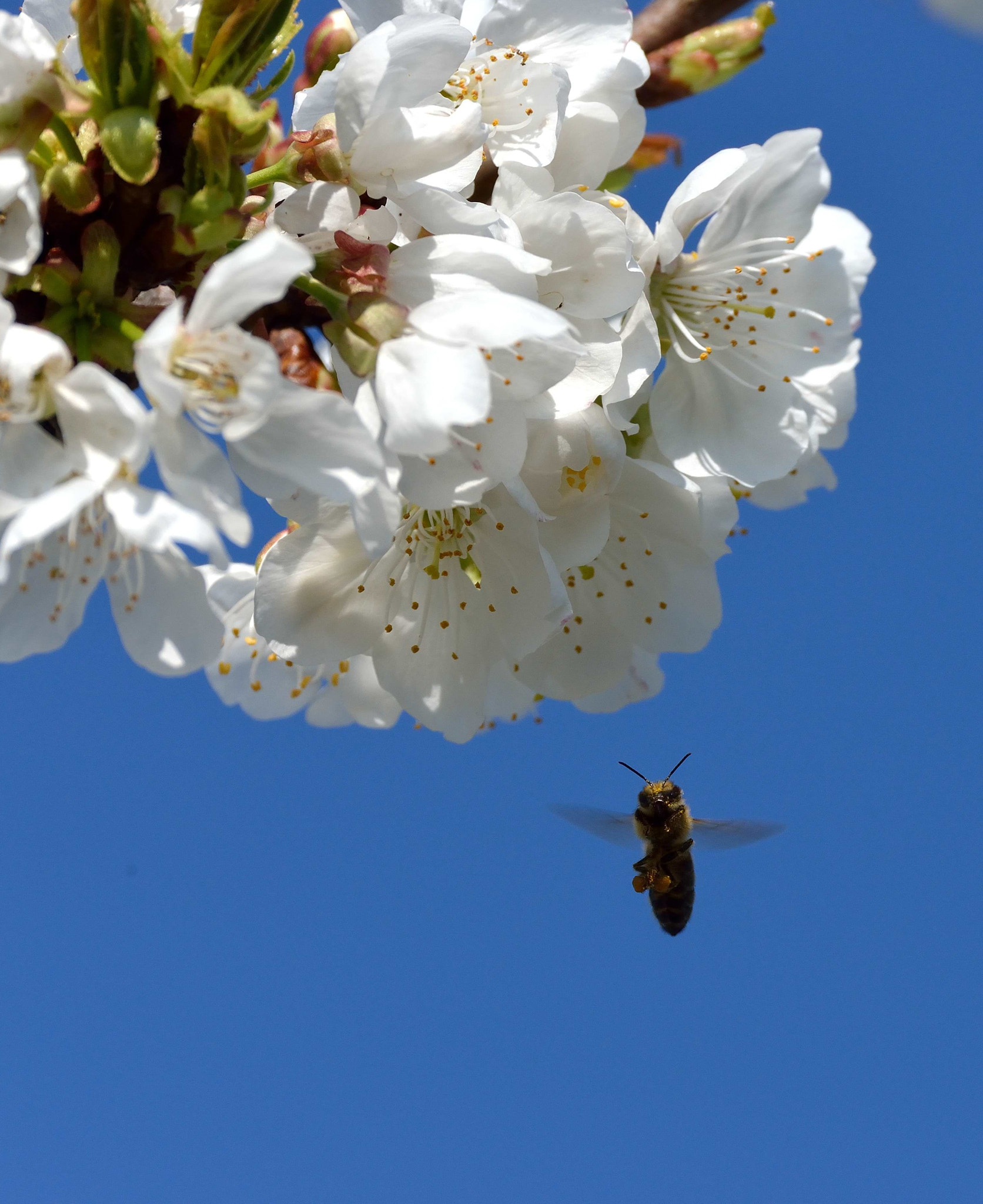 Nikon D600 sample photo. Bee photography