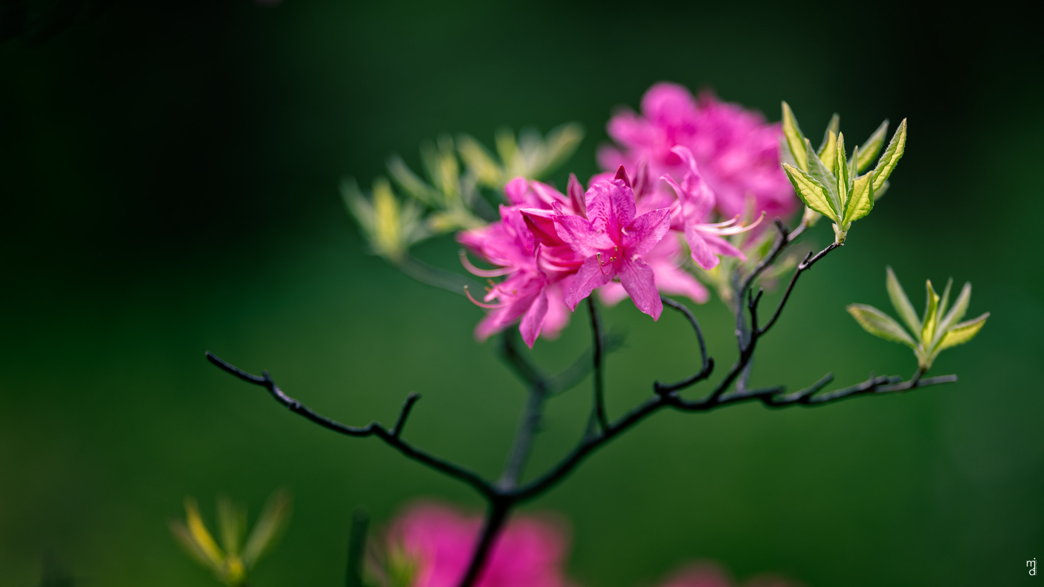 Canon EOS 5DS R + Canon EF 200mm F2L IS USM sample photo. Pretty in pink photography