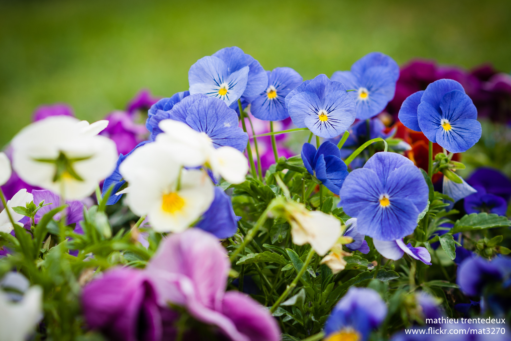 Nikon D700 + AF Nikkor 85mm f/1.8 sample photo. Jardin des plantes photography