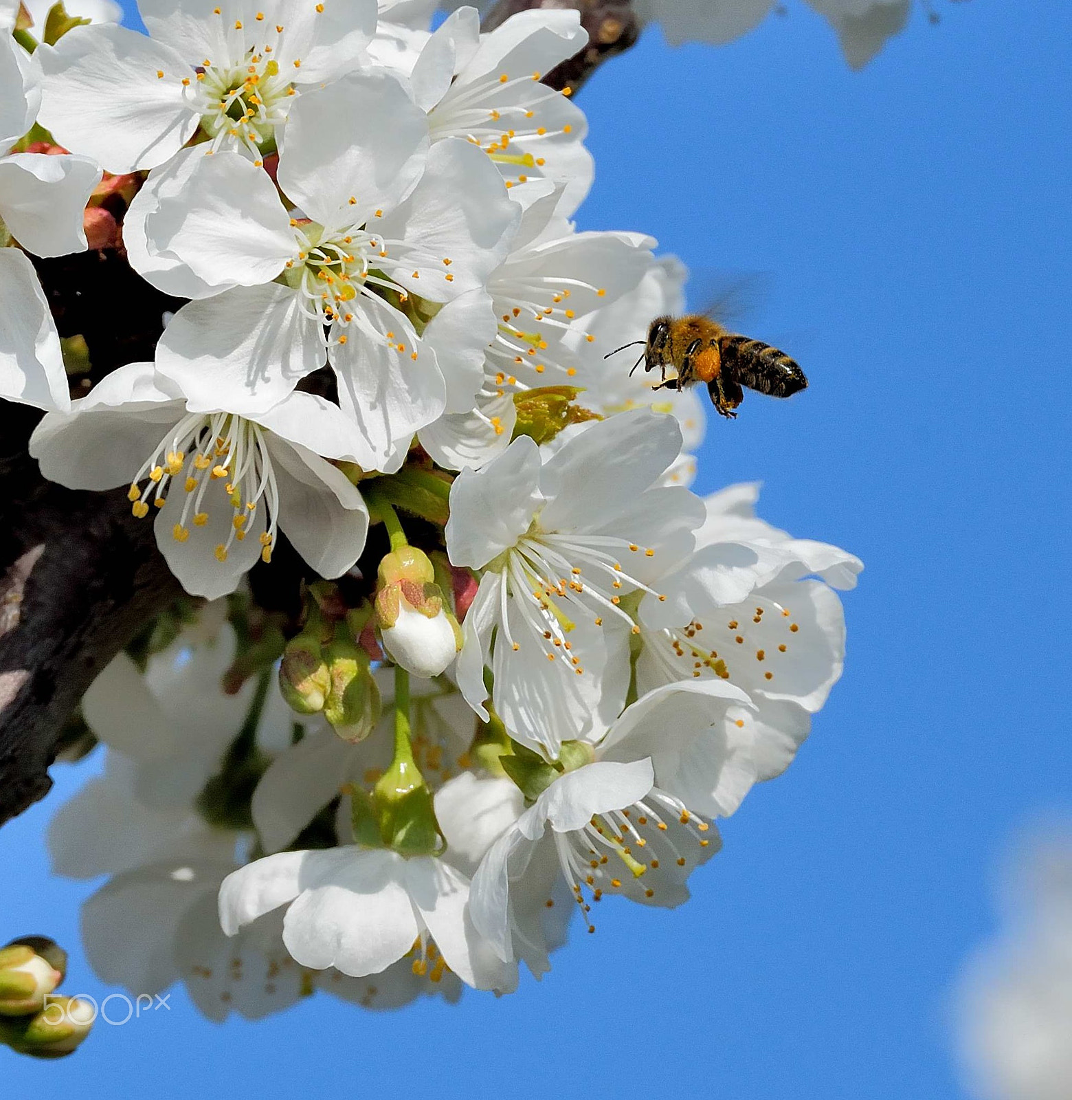 Nikon D600 sample photo. Approach to flowers photography