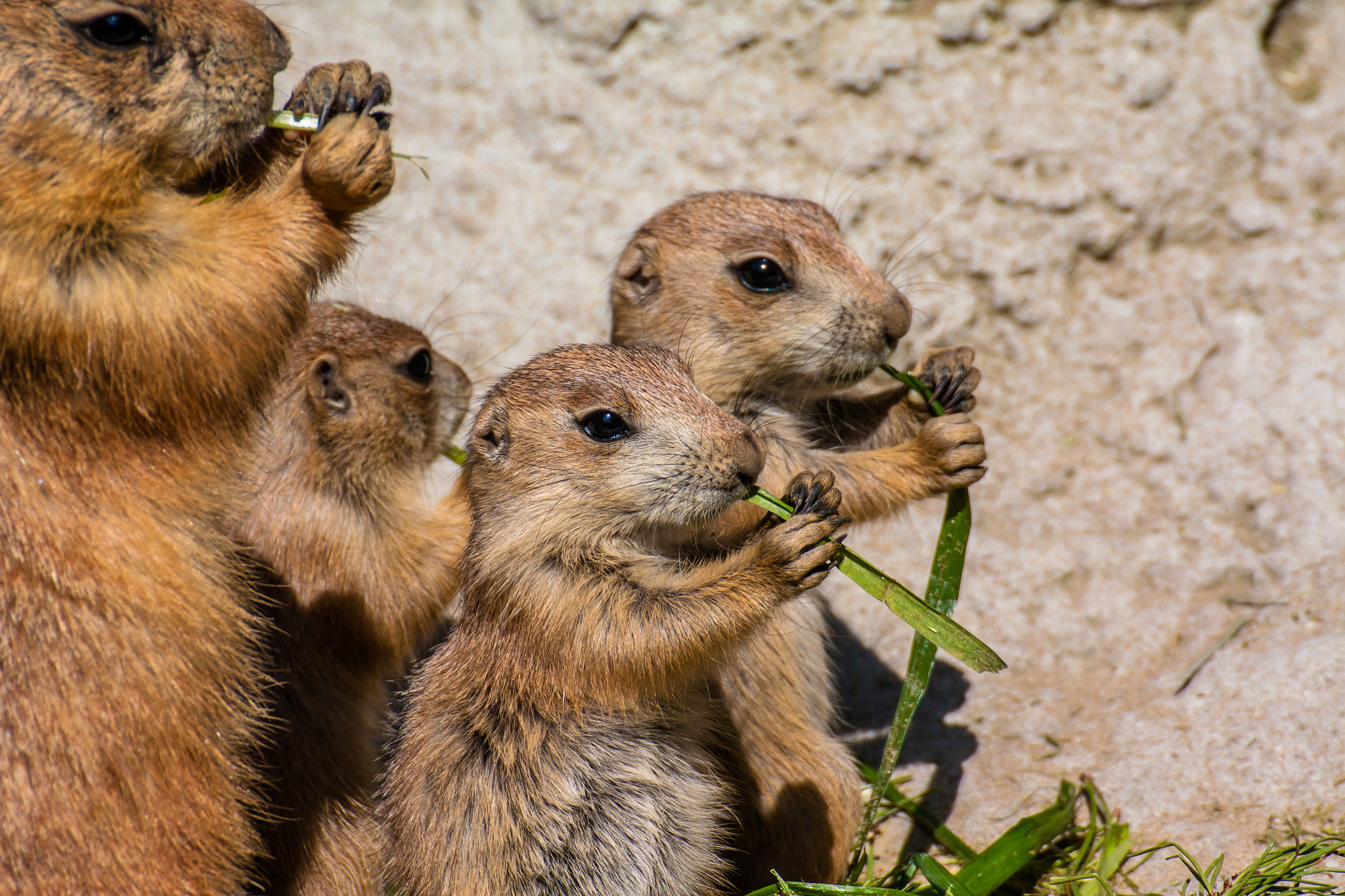 Canon EOS 450D (EOS Rebel XSi / EOS Kiss X2) sample photo. Prairie dog family photography