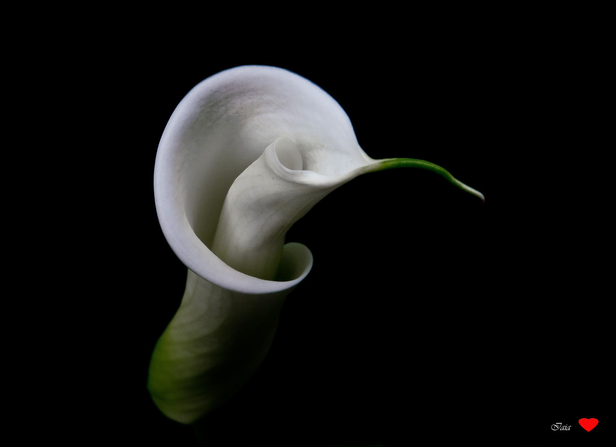 Nikon AF-S Micro-Nikkor 60mm F2.8G ED sample photo. Calla photography