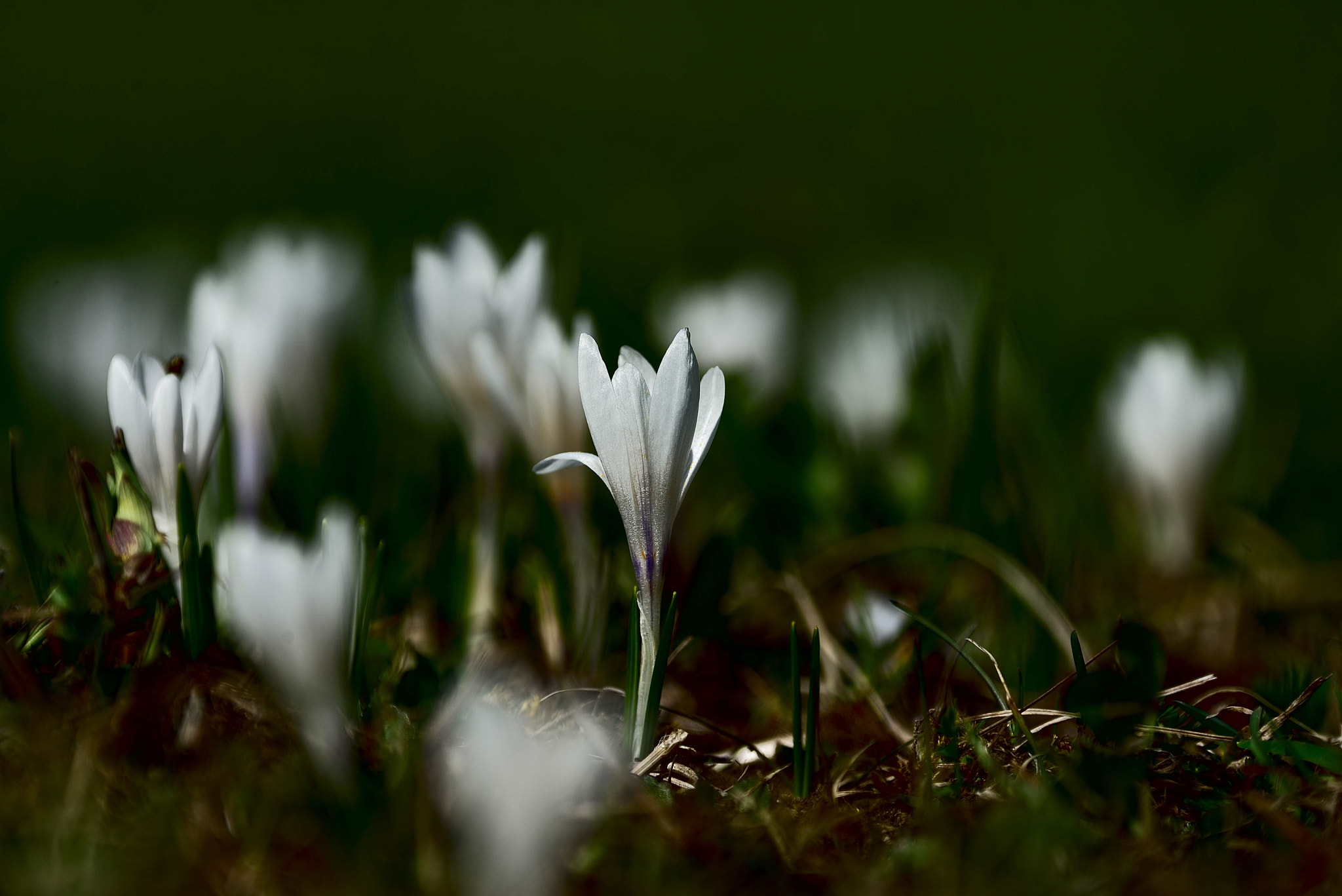 Nikon D600 sample photo. Spring is coming photography