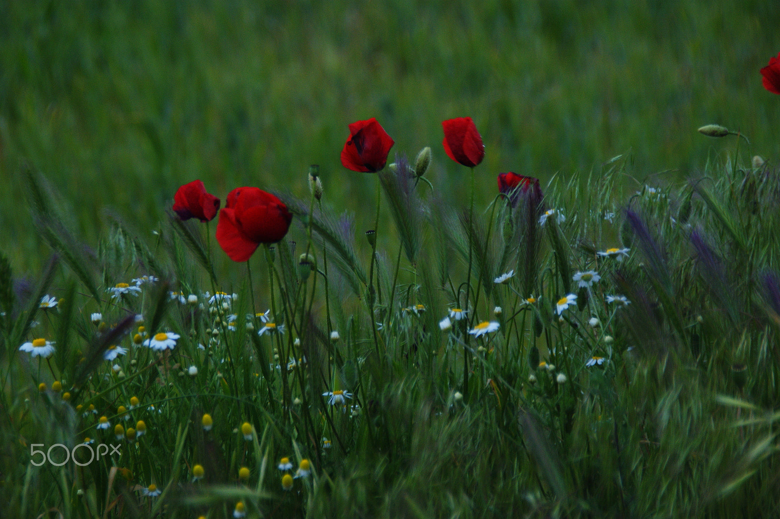 Sony DT 18-200mm F3.5-6.3 sample photo. Spring photography
