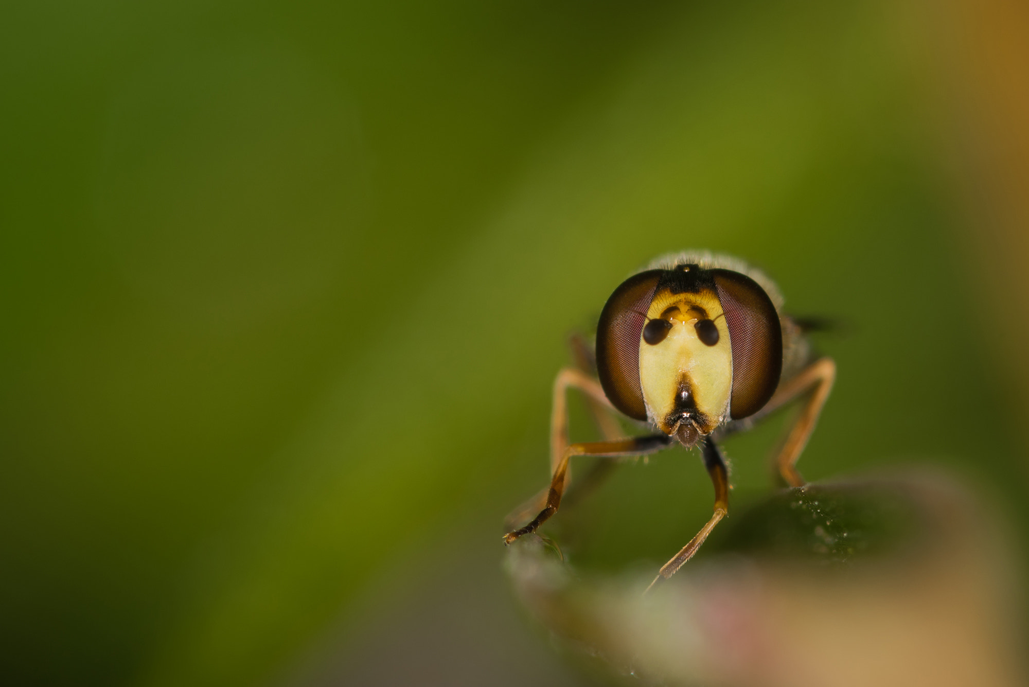 Nikon D810 + Nikon AF Micro-Nikkor 200mm F4D ED-IF sample photo. You want some..? photography
