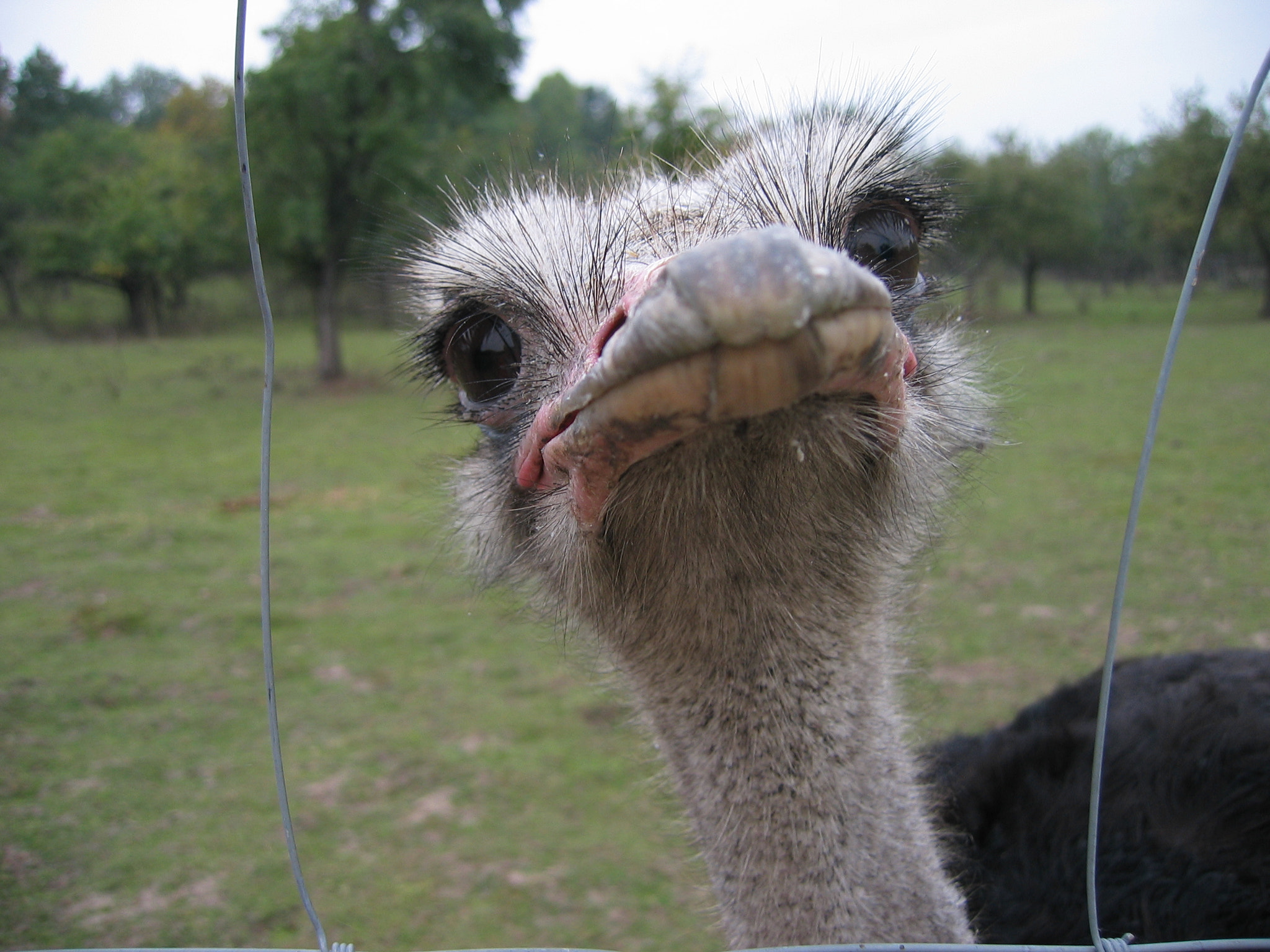 Canon POWERSHOT S45 sample photo. Ostrich photography