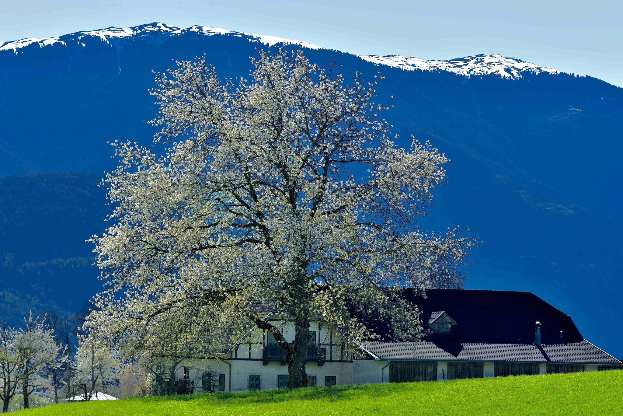 Nikon D600 sample photo. Spring in pustertal photography