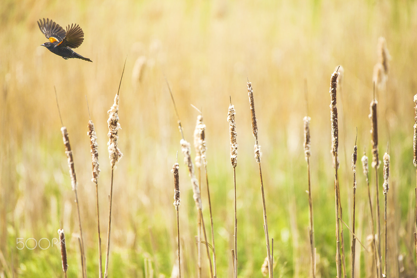 Sigma 150-600mm F5-6.3 DG OS HSM | C sample photo. Spring time photography