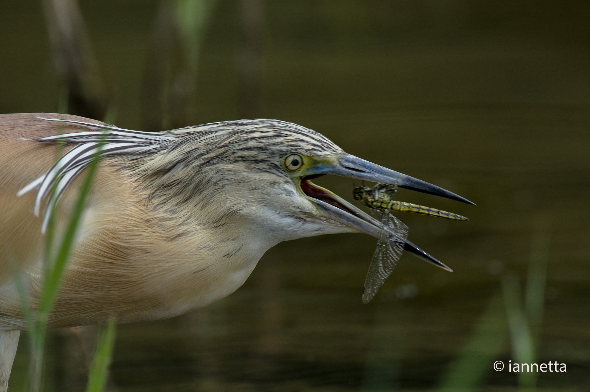 Nikon AF-S Nikkor 400mm F2.8G ED VR II sample photo. Sgarza ciuffetto e libellula photography