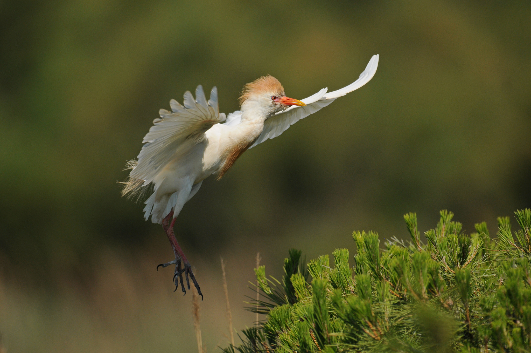 Nikon AF-S Nikkor 600mm F4G ED VR sample photo. Cattle egret (camargue) photography