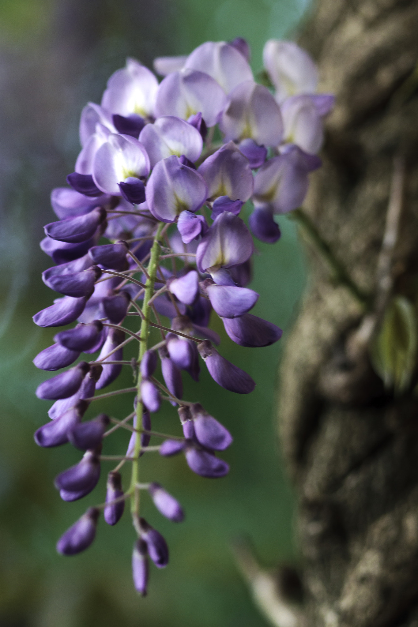 Canon EOS 7D + Sigma 105mm F2.8 EX DG Macro sample photo. Wisteria photography