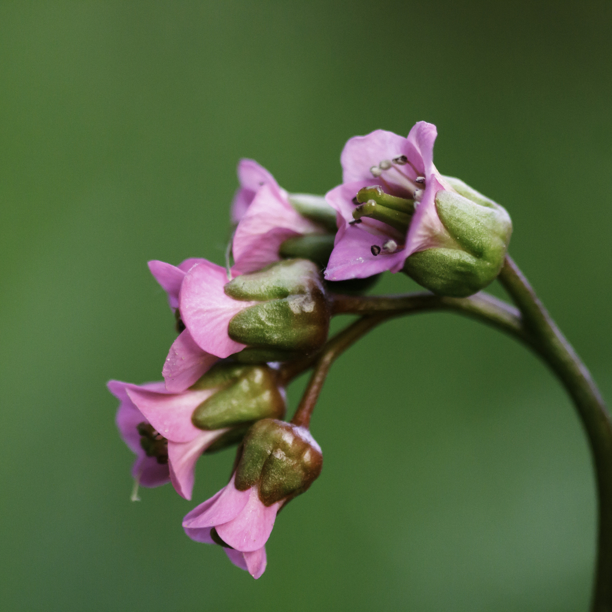 Canon EOS 7D + Sigma 105mm F2.8 EX DG Macro sample photo. Spring macro photography