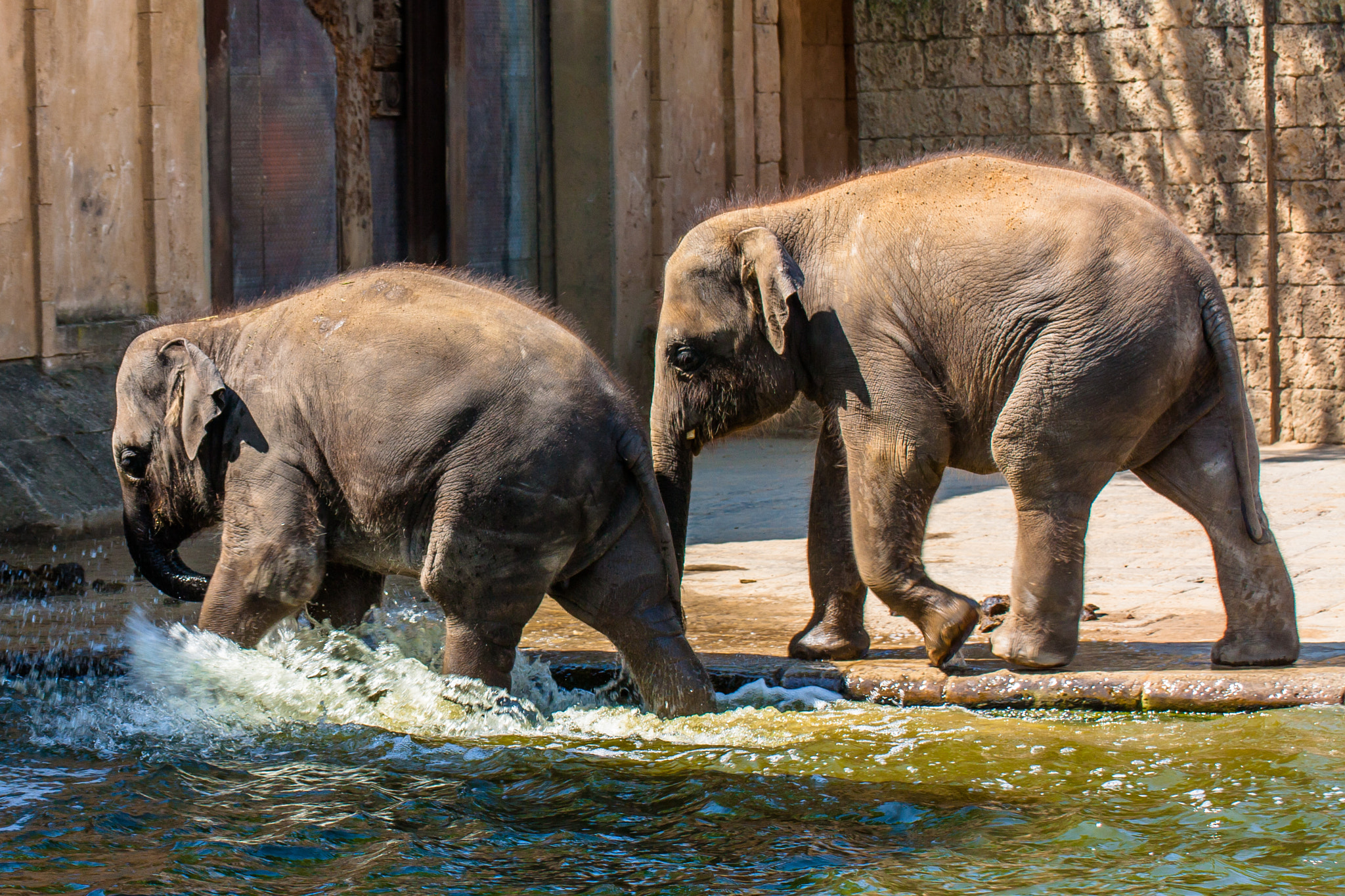 Canon EOS 450D (EOS Rebel XSi / EOS Kiss X2) sample photo. Playing baby elephants photography