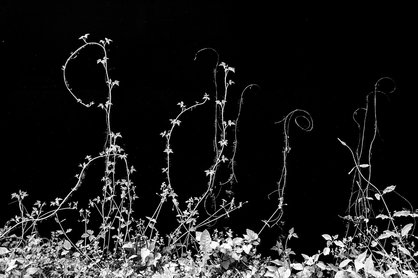 Nikon D50 sample photo. Bwir photography