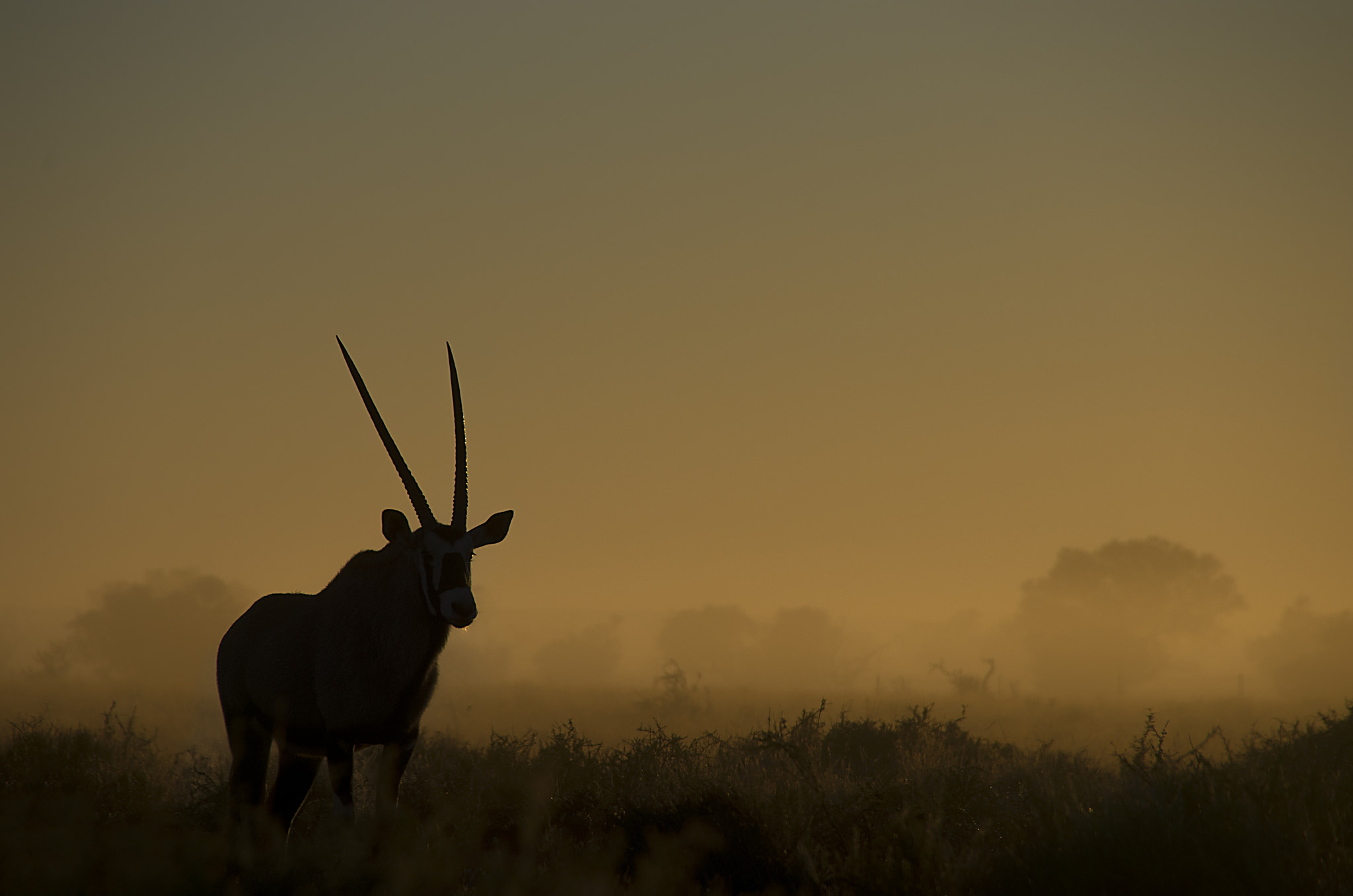 Pentax K-5 II sample photo. Gemsbok at dawn photography