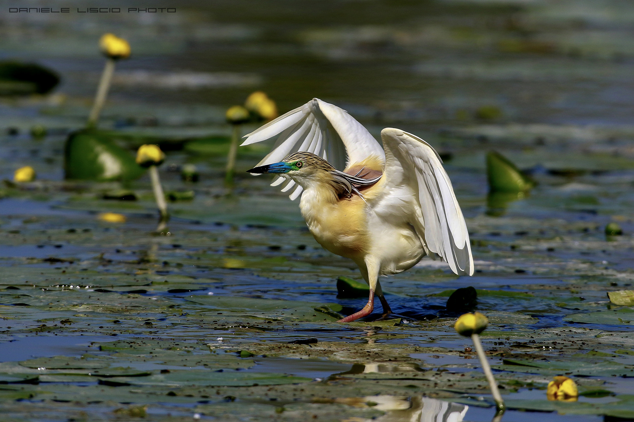 Canon EF 600mm f/4L IS sample photo. Hopping photography