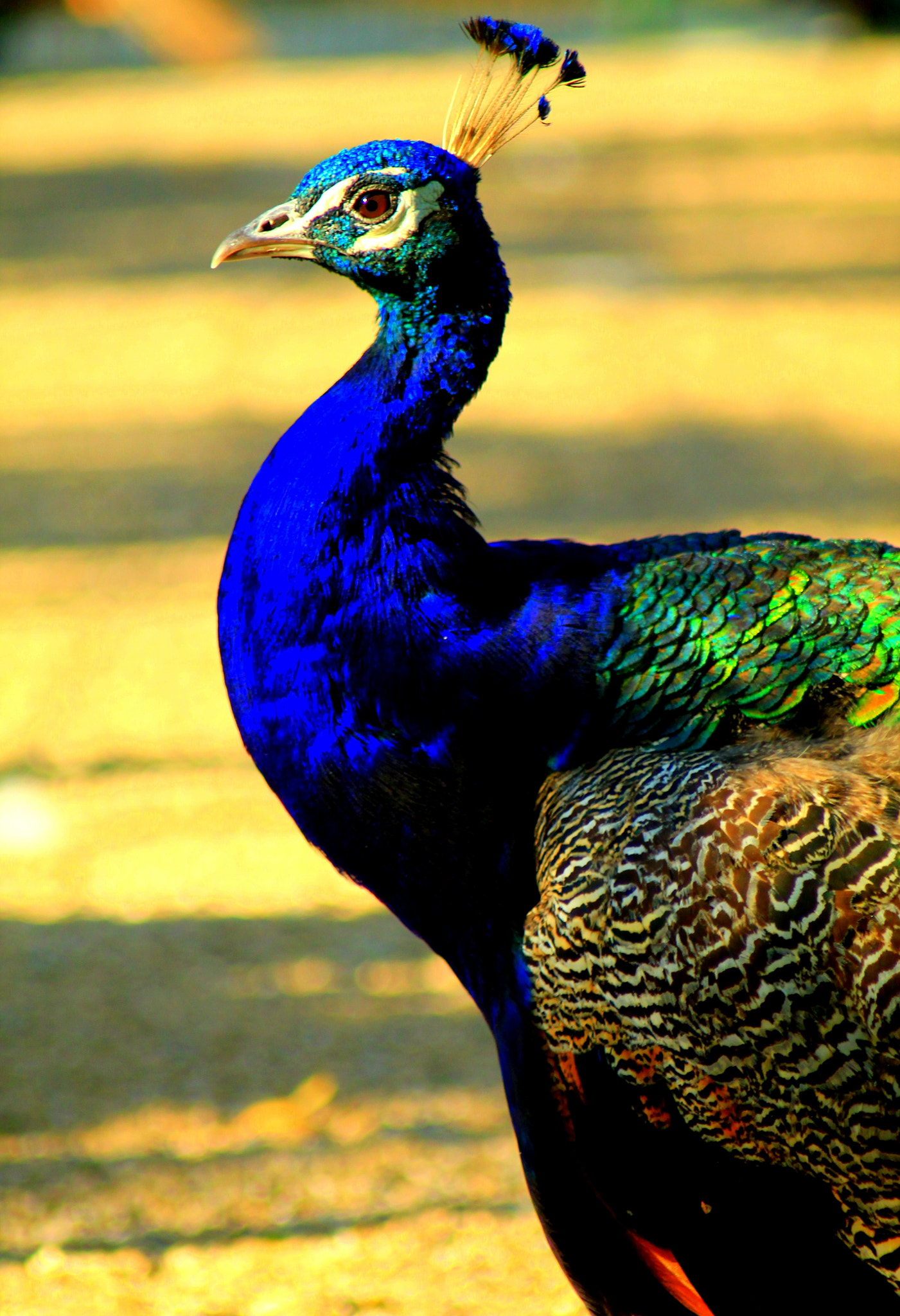 Canon EF 80-200mm F4.5-5.6 II sample photo