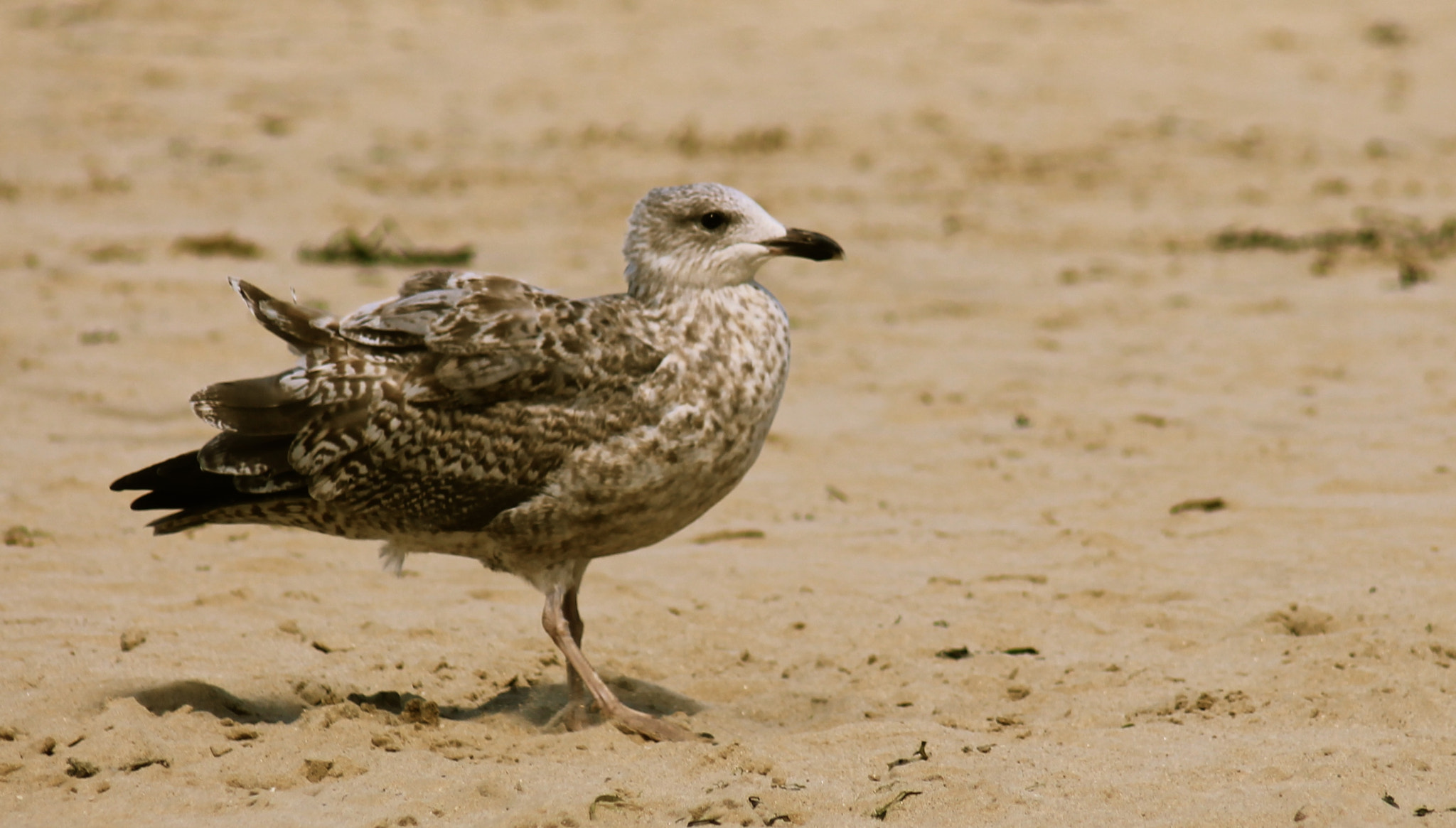 Canon EF 80-200mm F4.5-5.6 II sample photo