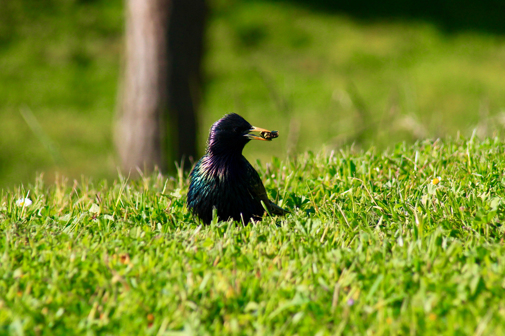 Canon EF 80-200mm F4.5-5.6 II sample photo
