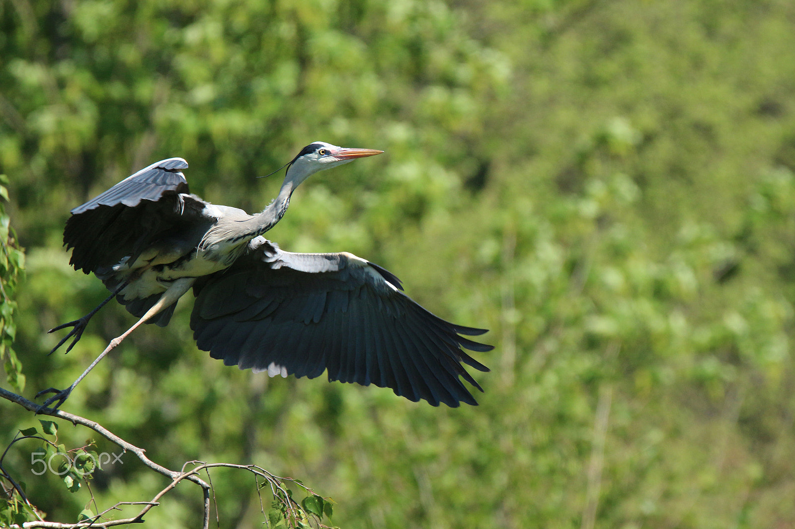 Tamron SP 150-600mm F5-6.3 Di VC USD sample photo. Heron photography