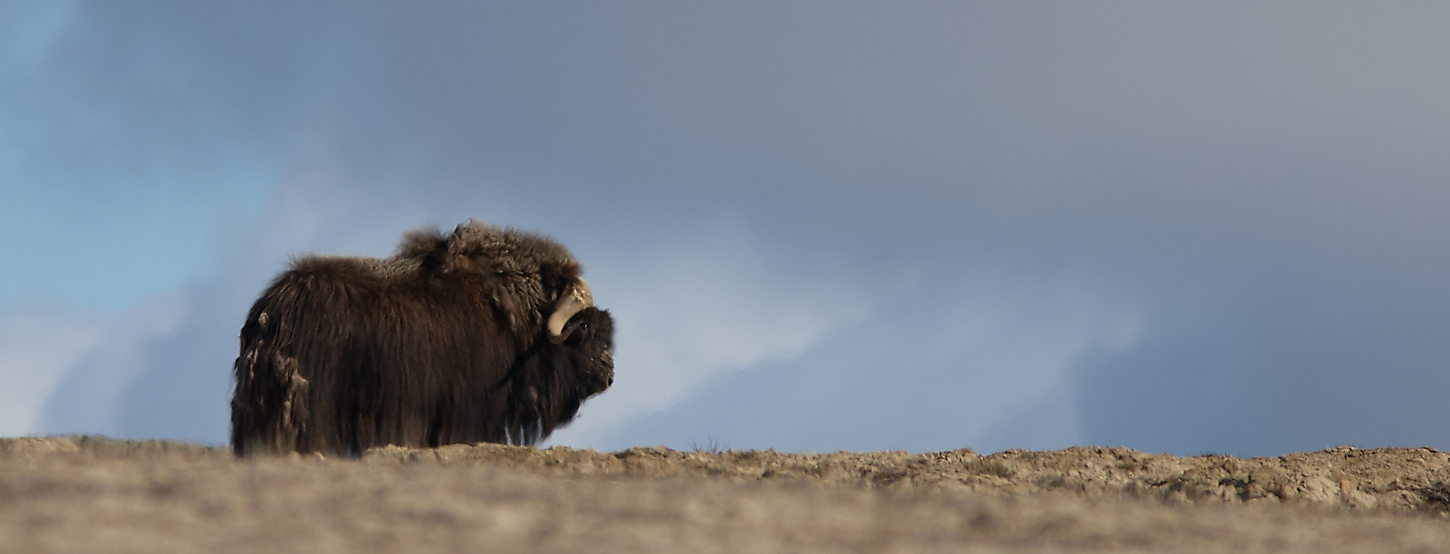 Canon EF 300mm F4L IS USM sample photo. Musk-ox photography