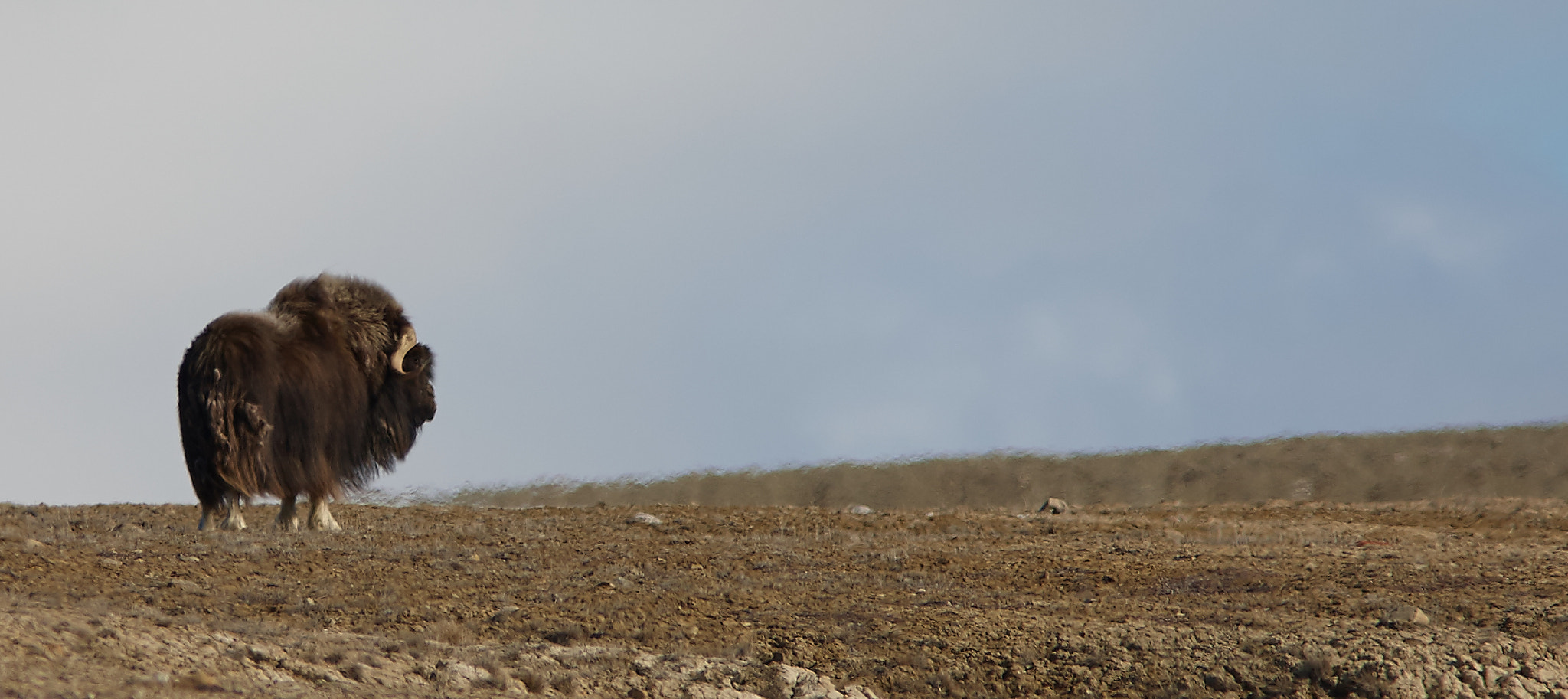 Canon EF 300mm F4L IS USM sample photo. Lone musk-ox photography