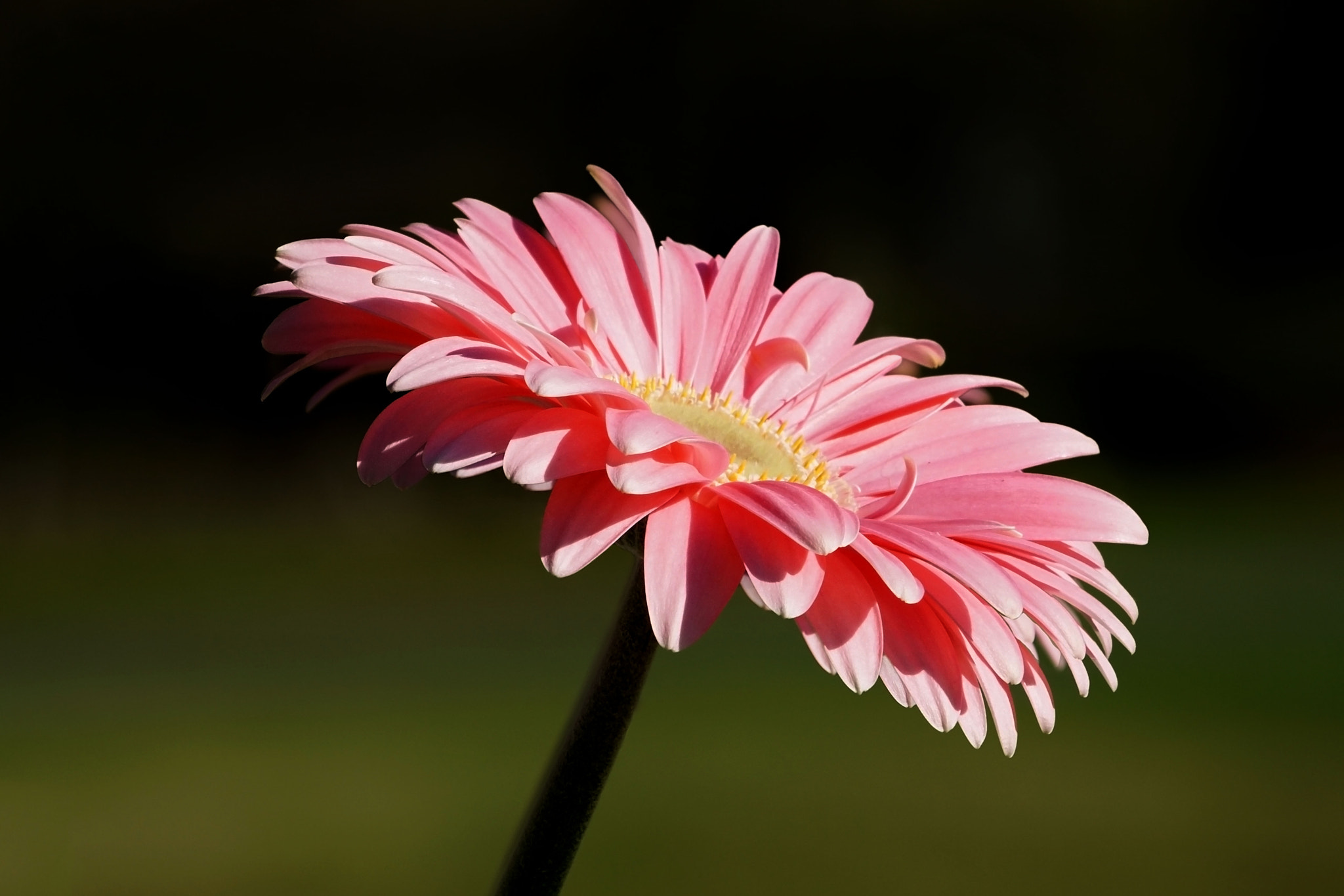 Sony ILCA-77M2 sample photo. Gerbera daisy photography