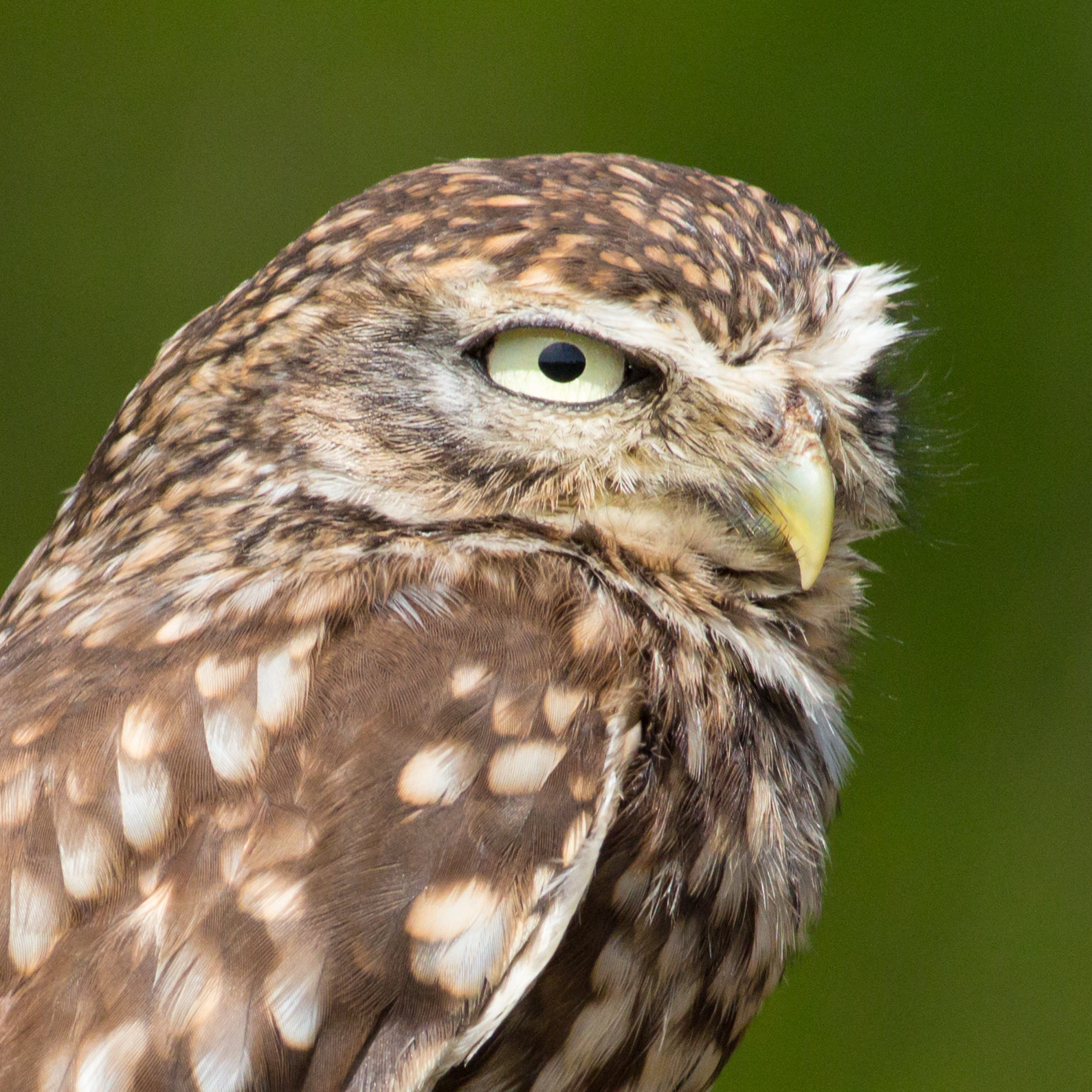 Canon EOS 700D (EOS Rebel T5i / EOS Kiss X7i) + Canon EF 400mm F5.6L USM sample photo. Little owl portrait photography