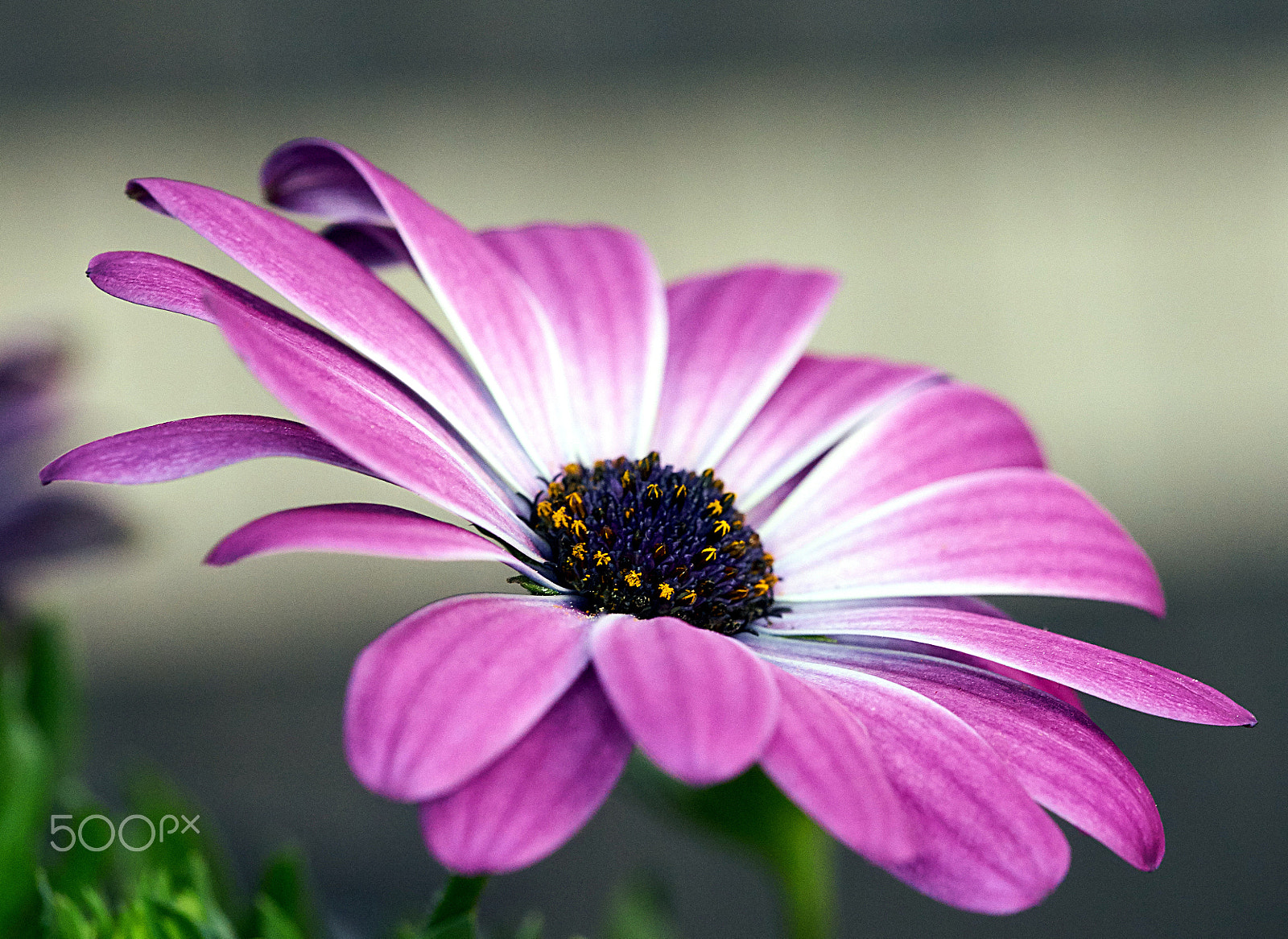 Sony a7 + 105mm F2.8 sample photo. Marguerite blossom photography