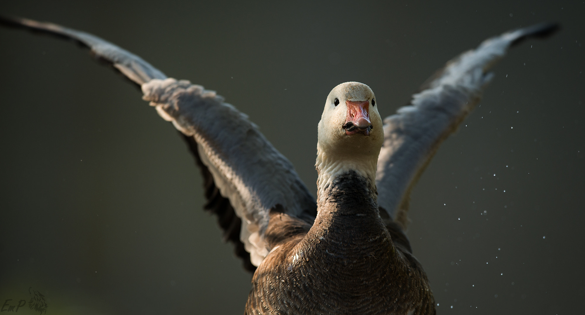 Nikon D800 + Nikon AF-S Nikkor 400mm F2.8G ED VR II sample photo. Snow goose photography