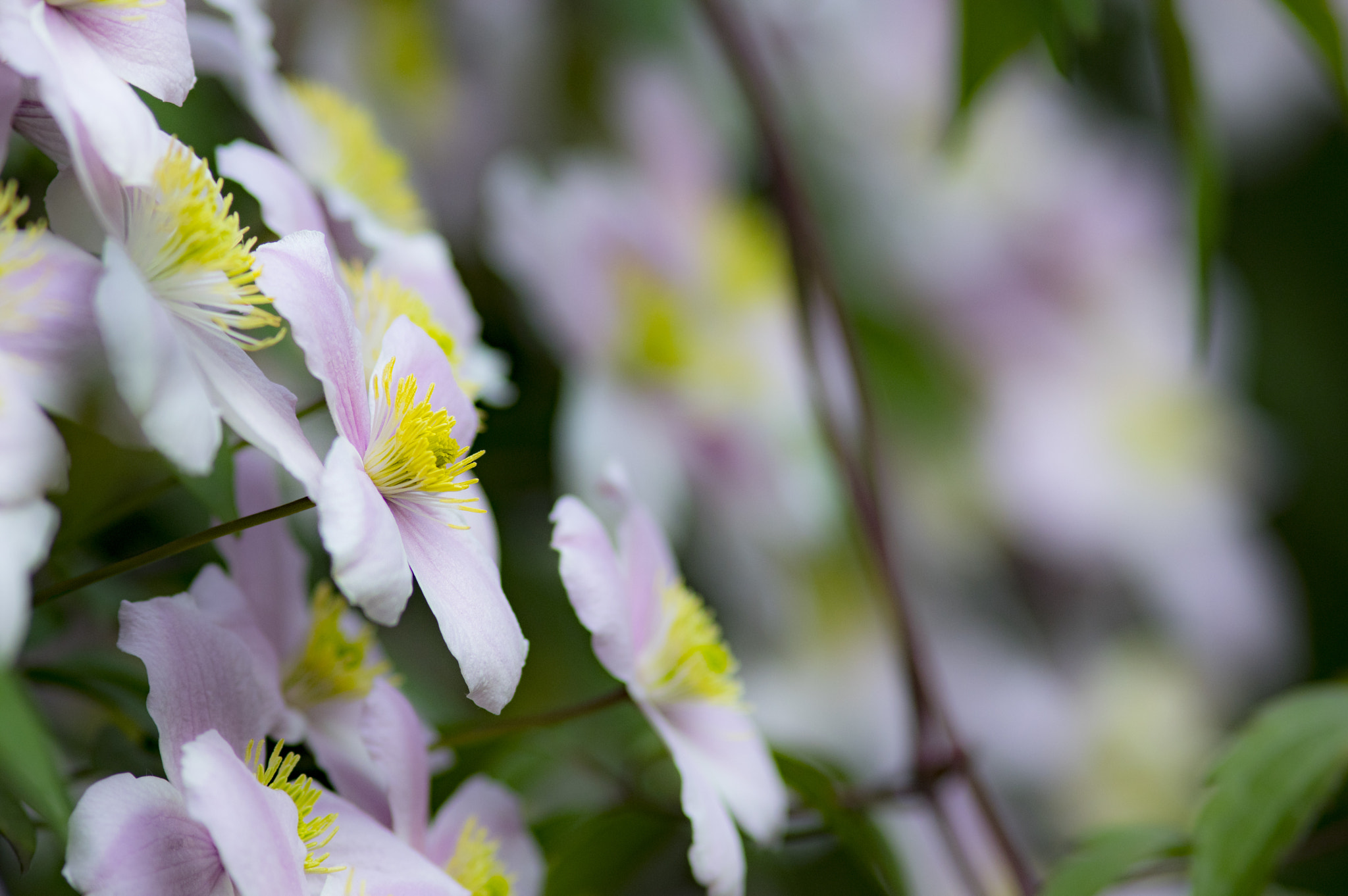 Pentax K-3 II + Pentax smc DA* 200mm F2.8 ED (IF) SDM sample photo. Wall flower photography