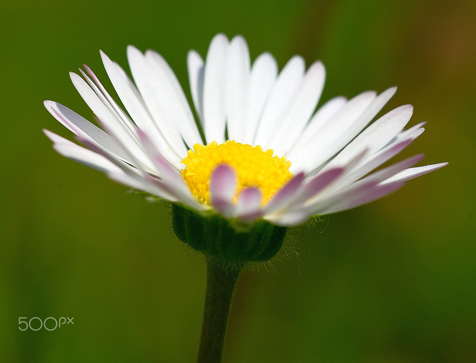 Sigma 105mm F2.8 EX DG OS HSM sample photo. A daisy photography
