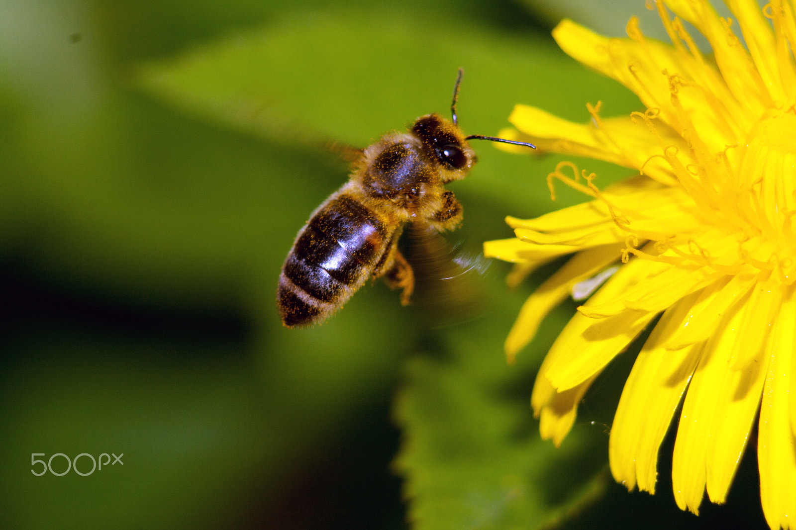 Canon EF 75-300mm f/4-5.6 USM sample photo. Bee 1 photography