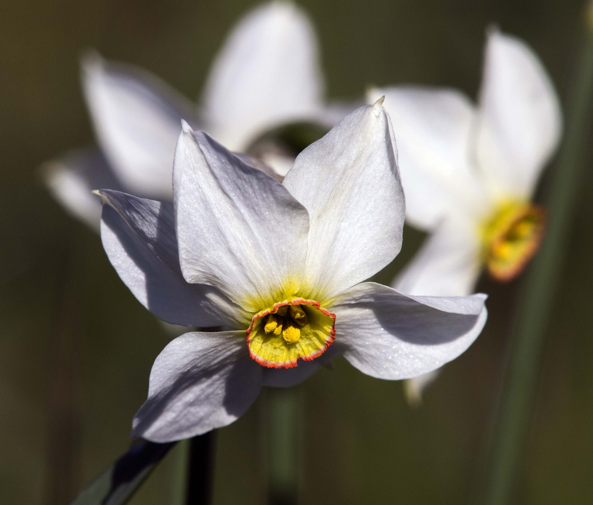Olympus E-5 sample photo. Narcissus stellaris photography