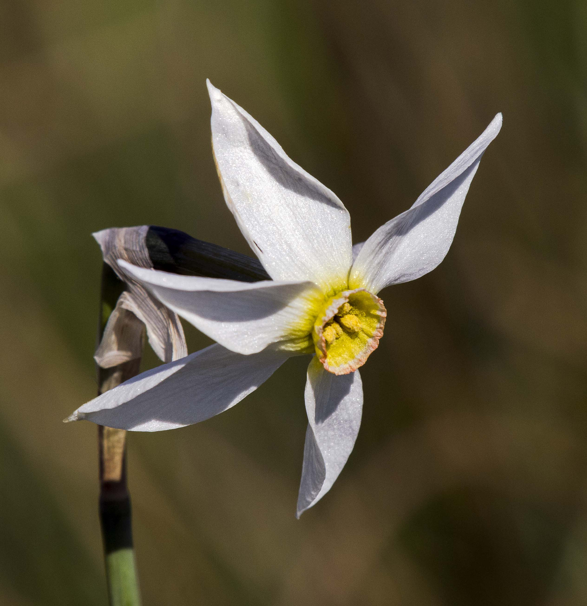 Olympus E-5 sample photo. Narcissus stellaris photography
