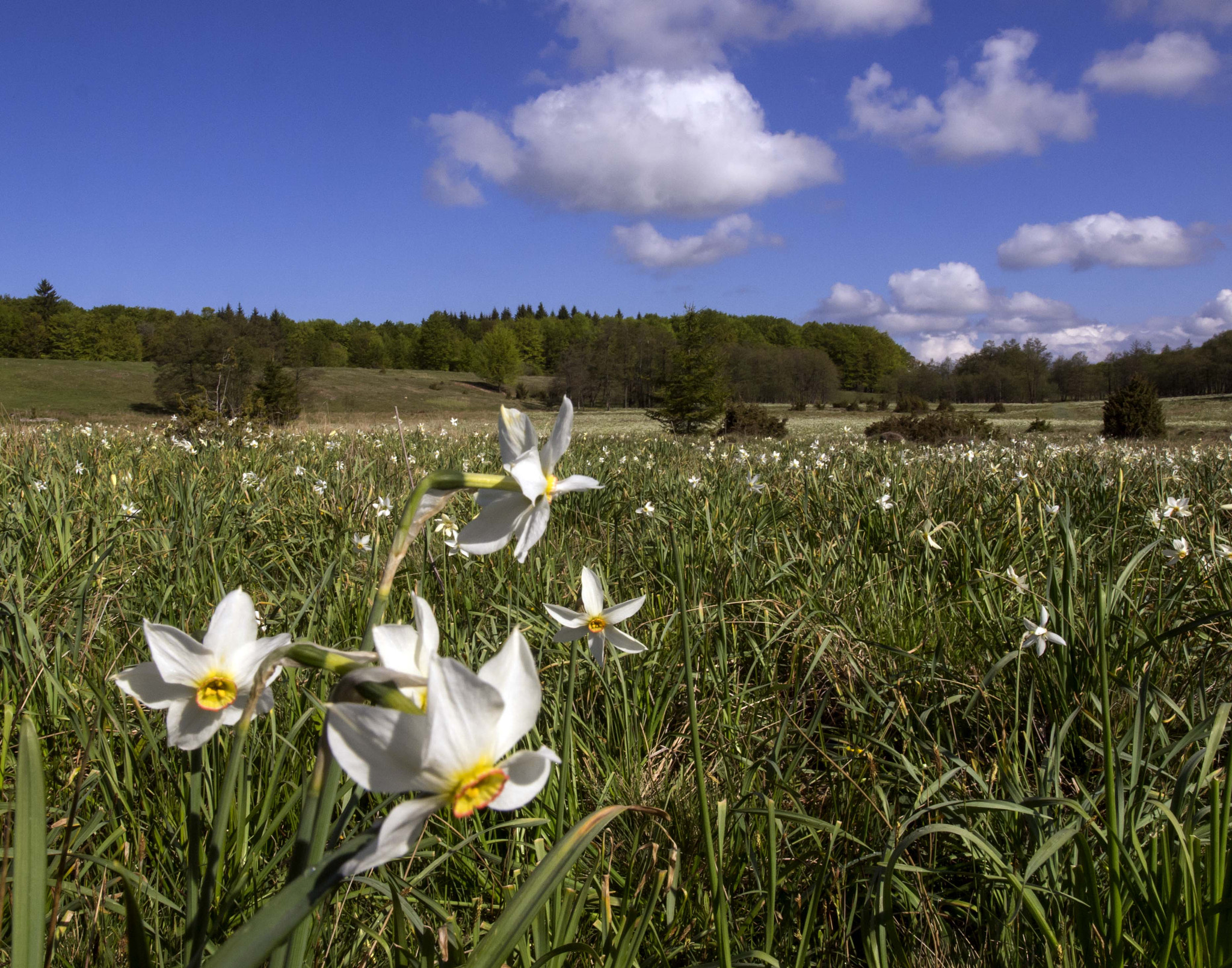 Olympus Zuiko Digital ED 14-35mm F2.0 SWD sample photo. Narcissus stellaris photography