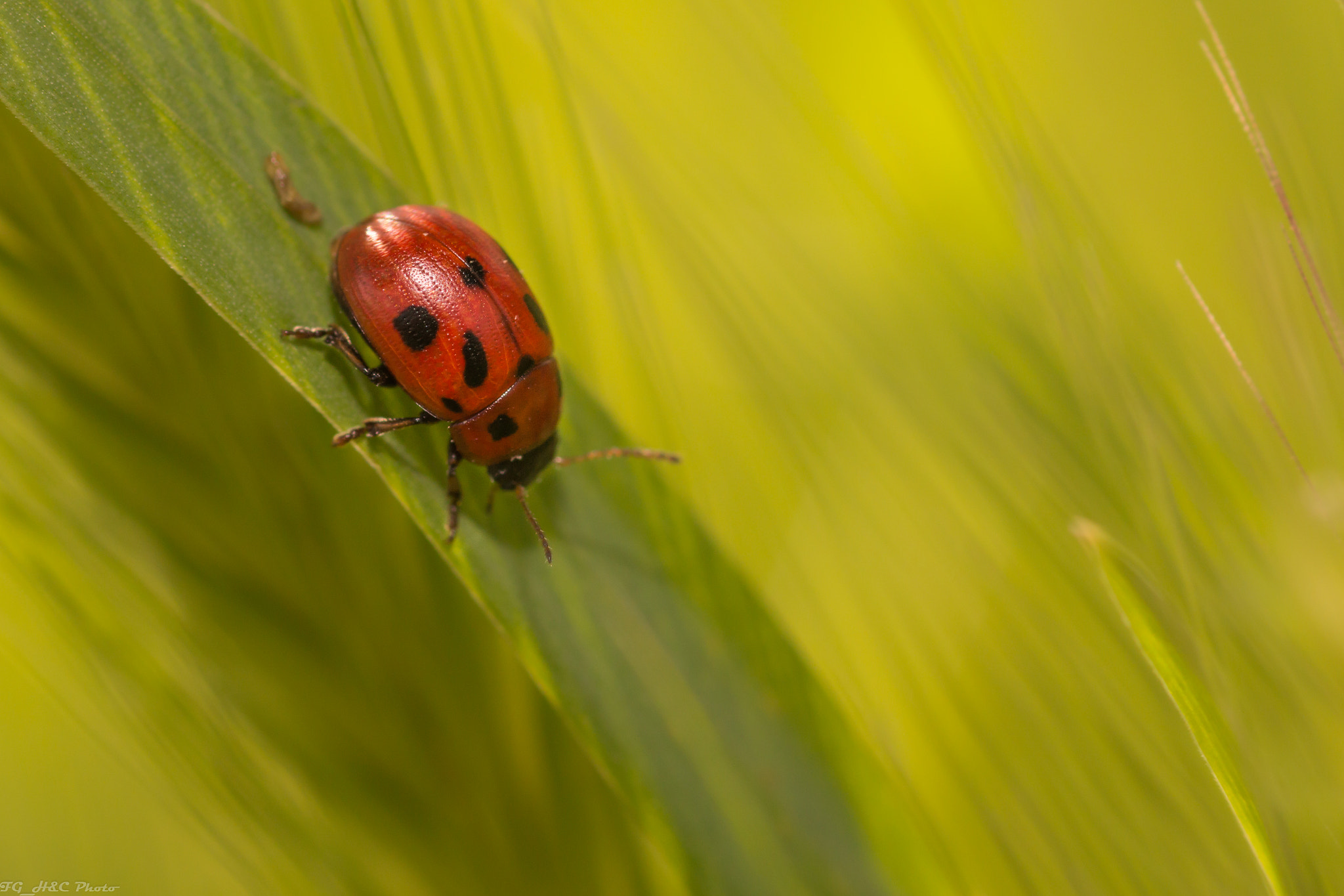 Canon EOS 70D + Canon EF 100mm F2.8 Macro USM sample photo. Green adventure photography