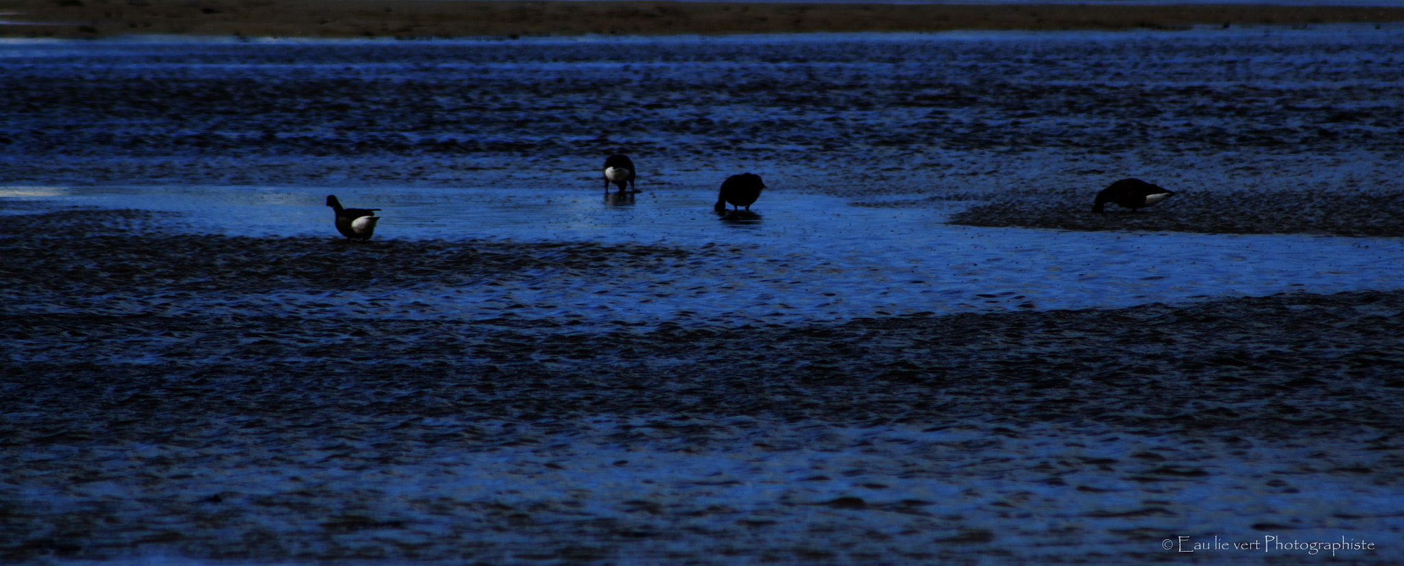 Canon EF 75-300mm f/4-5.6 USM sample photo. Oiseaux photography