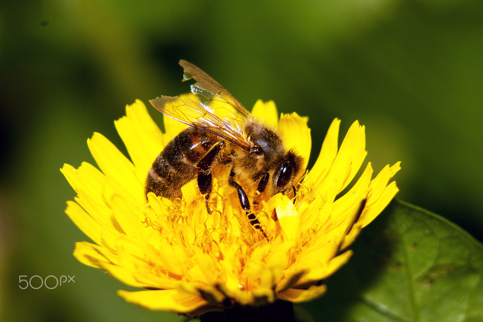 Canon EF 75-300mm f/4-5.6 USM sample photo. Bee 2 photography